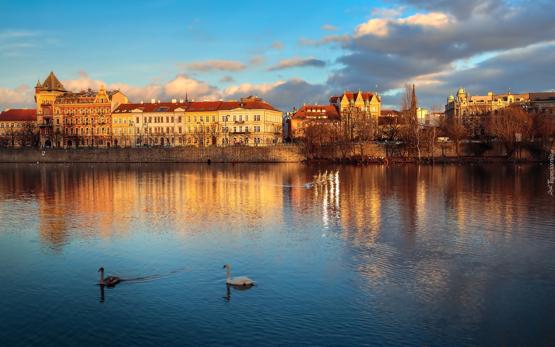 Czechy, Praga, Rzeka, Łabędzie