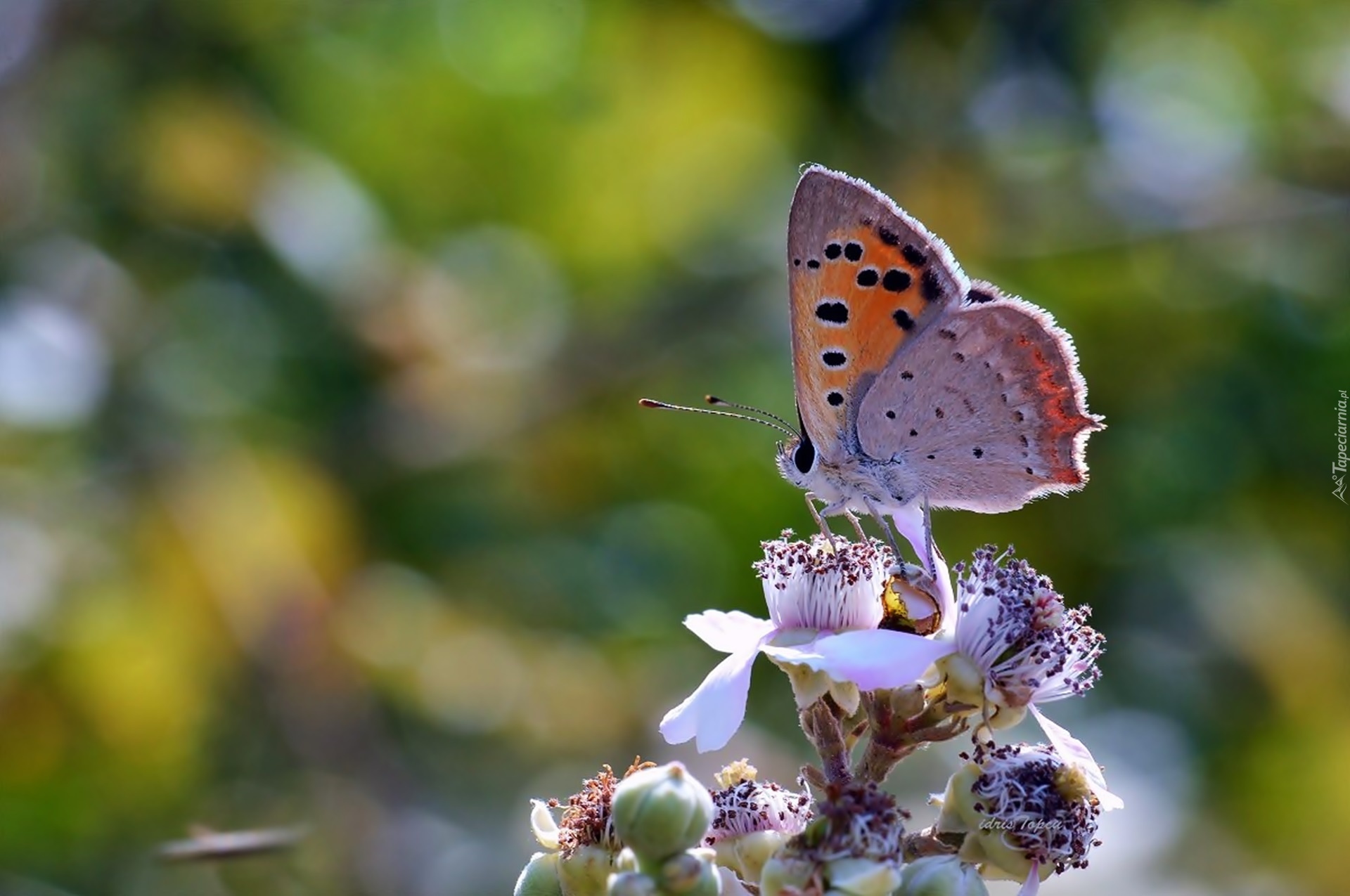 Makro, Owad, Motyl, Kwiaty