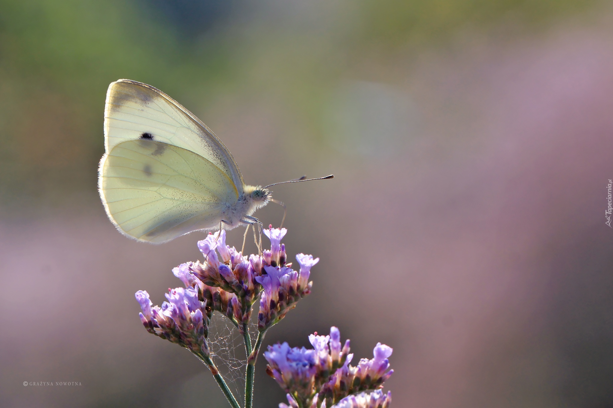 Motyl, Bielinek, Biały, Owad