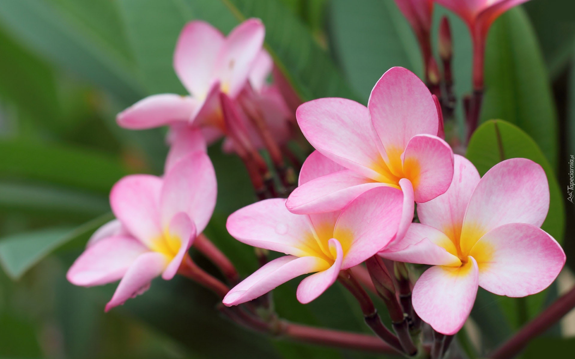 Bladoróżowe, Kwiaty, Plumeria