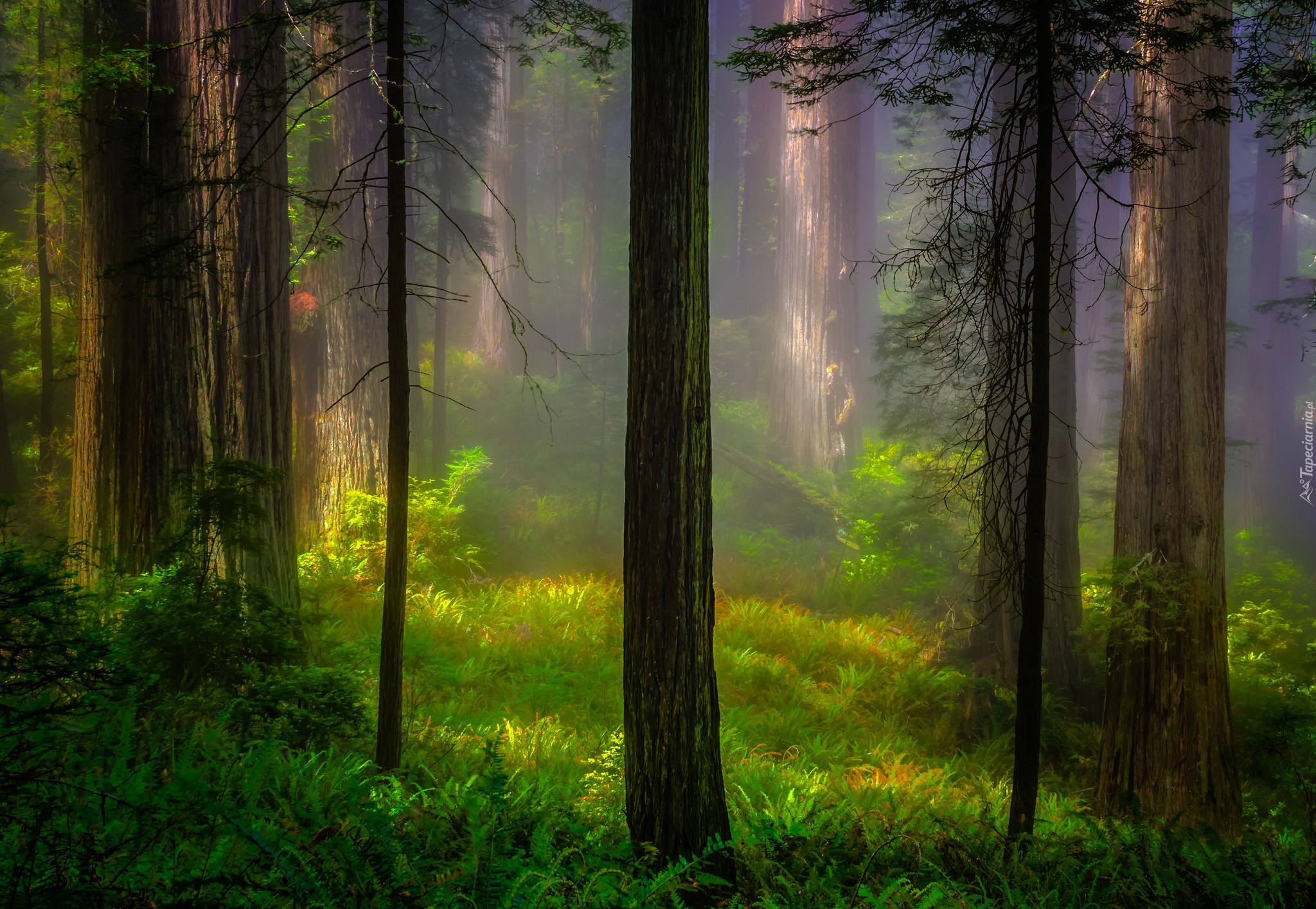Stany Zjednoczone, Stan Kalifornia, Park Narodowy Redwood, Las, Drzewa, Sekwoje, Mgła