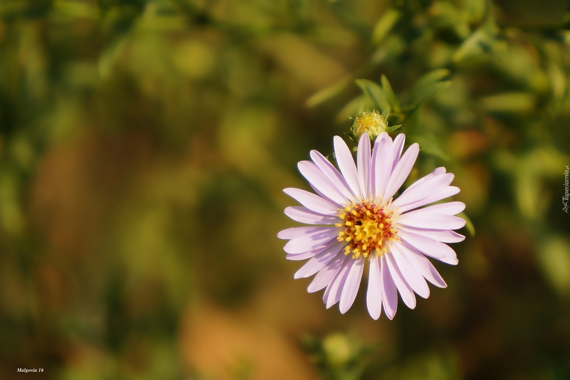 Aster marcinek