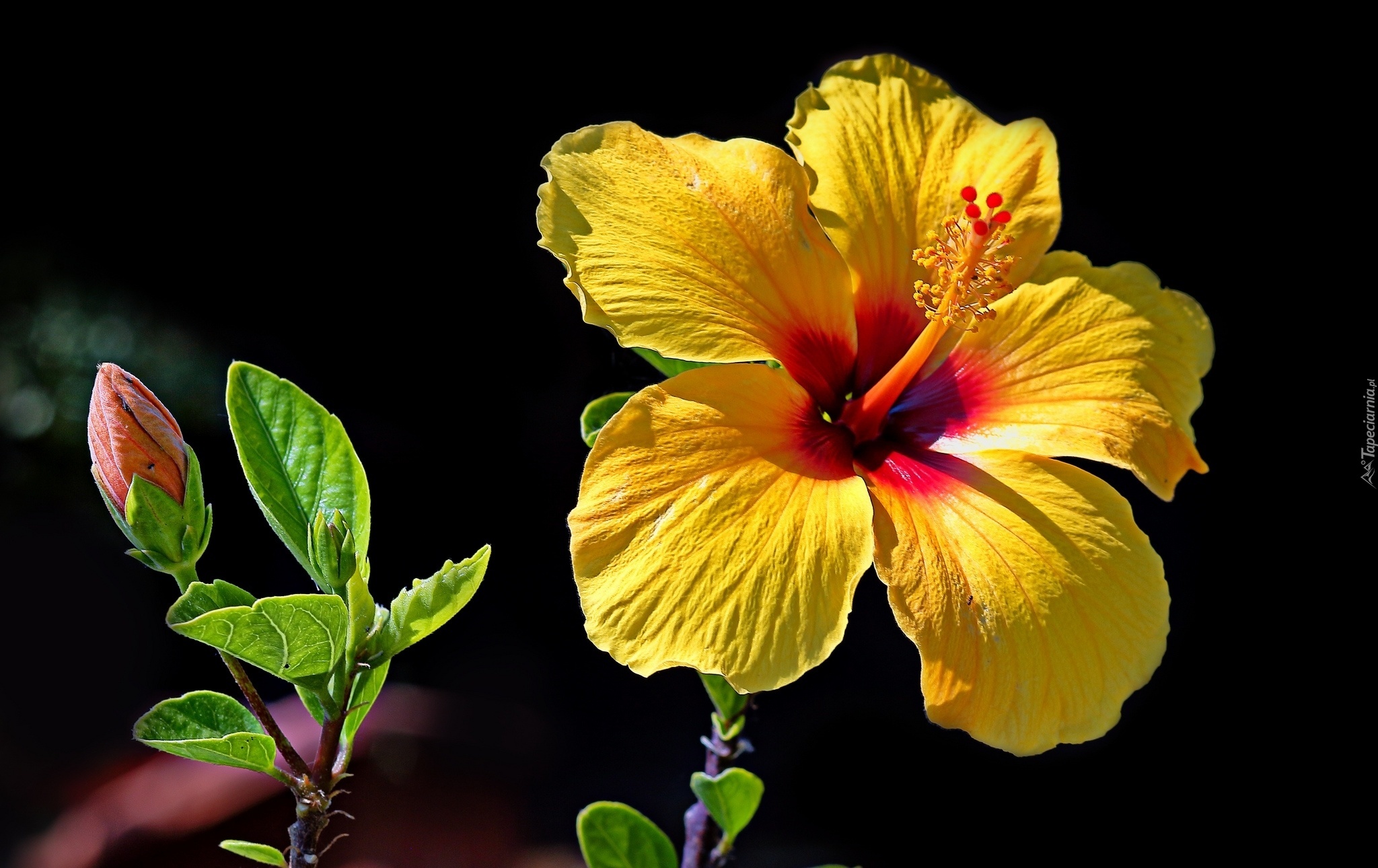 Żółty, Hibiskus, Kwiat, Pąk