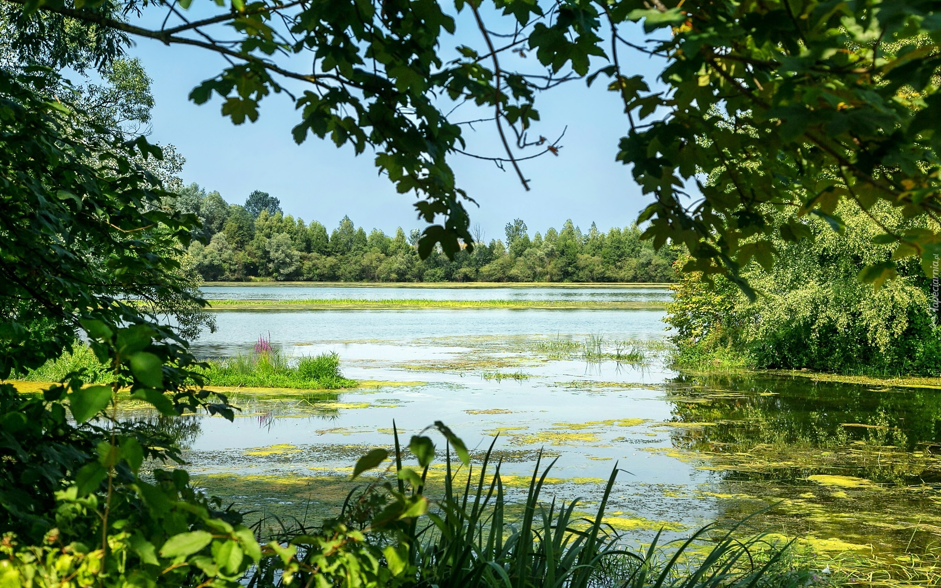 Jezioro, Rośliny, Drzewa, Lato