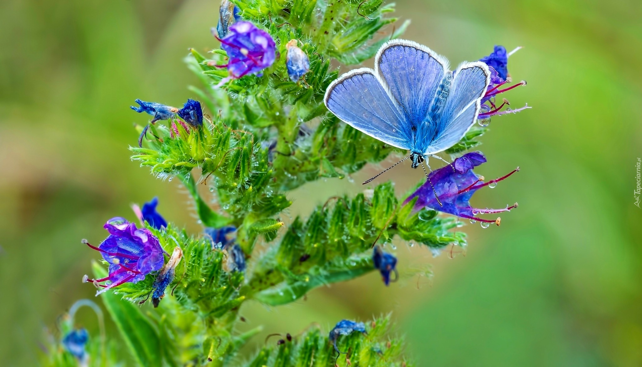 Błękitny, Motyl, Kwitnąca, Roślina