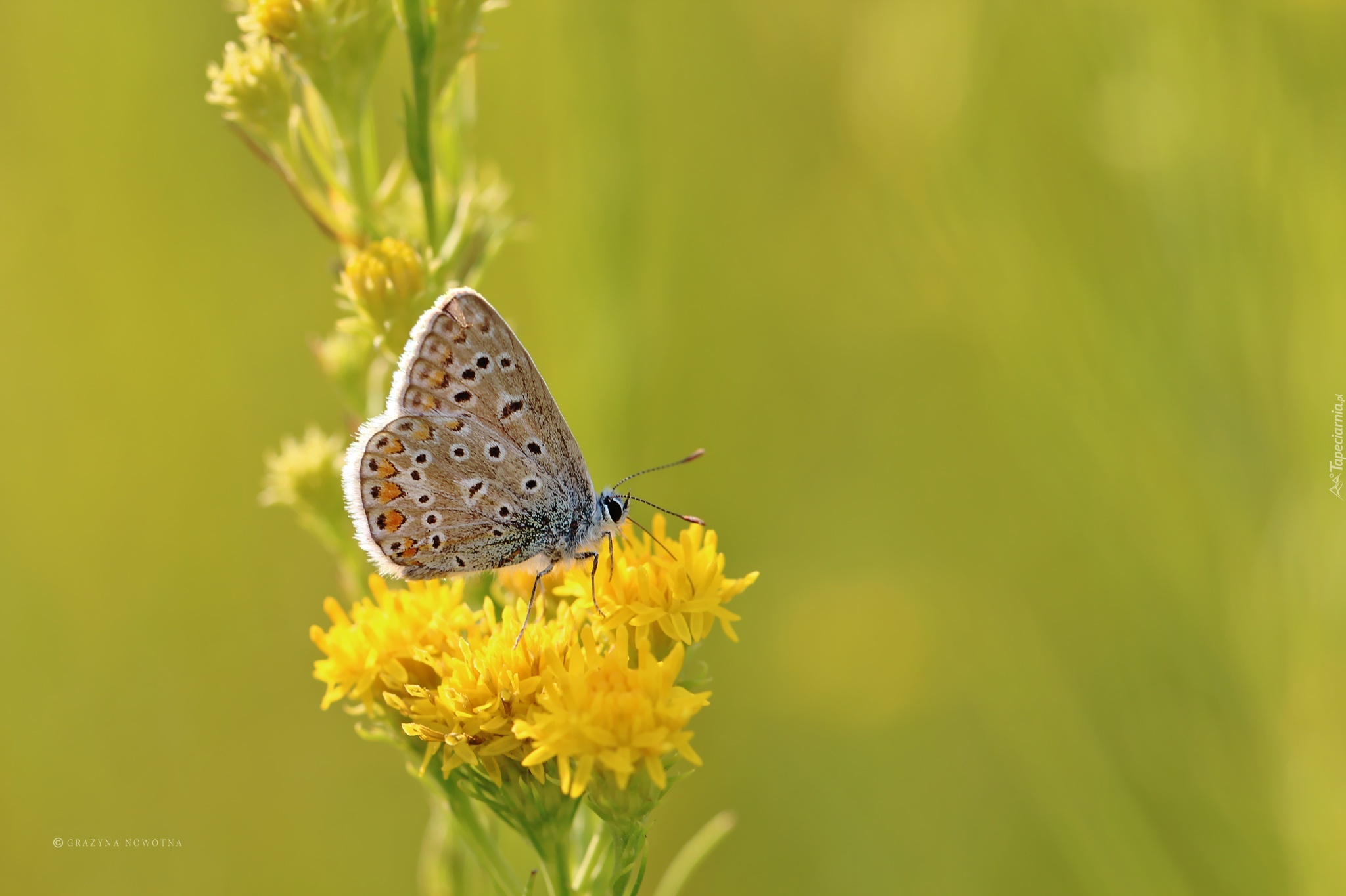 Motyl, Modraszek, Żółte, Kwiaty, Owad