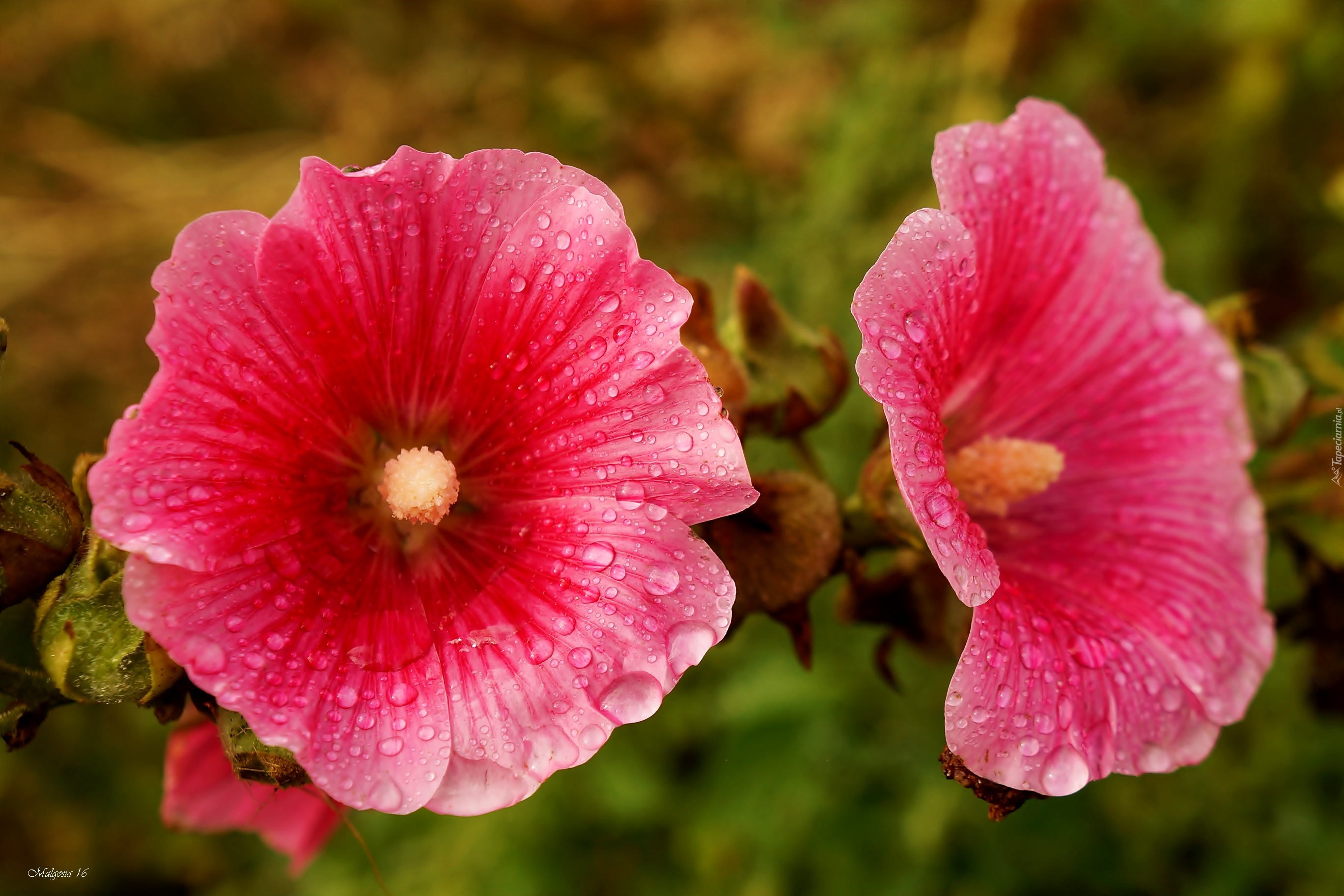 Różowe, Malwy, Krople, Rosa