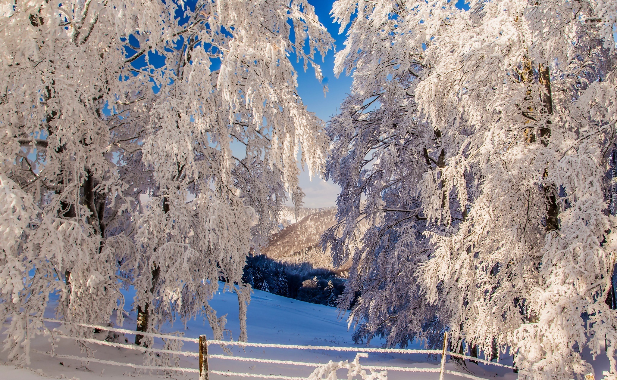 Звуки природы зимой. Зимнее дерево. Красивая зима. Снежные деревья. Заснеженные деревья.