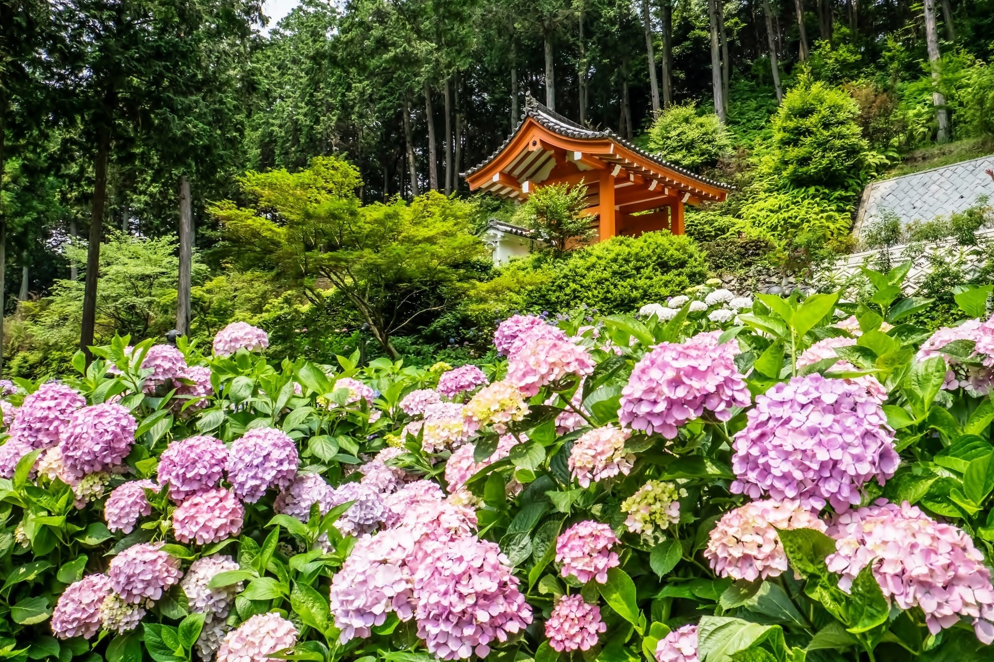 Hortensja, Świątynia, Japonia