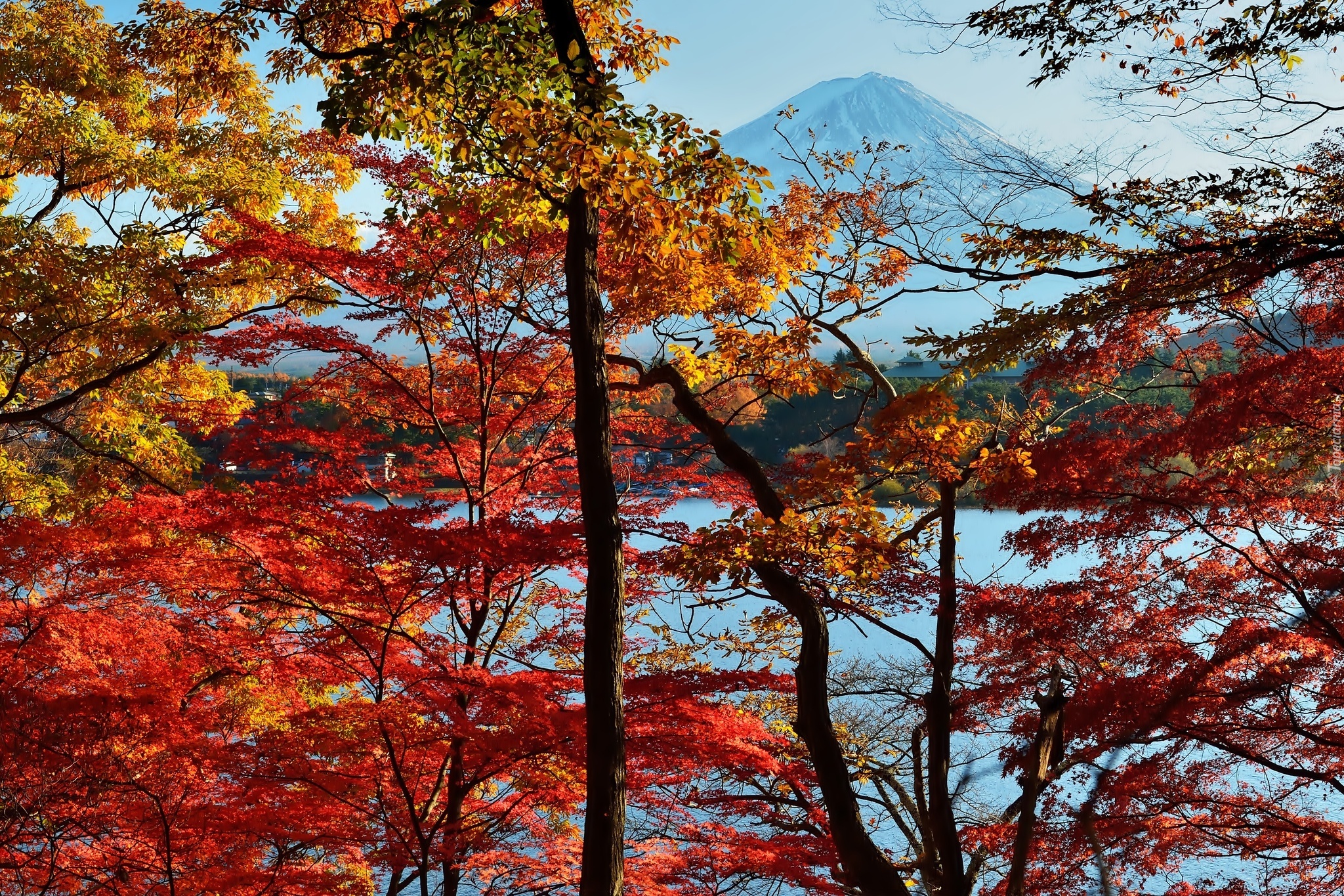 Jesień, Góra, Fuji, Drzewa, Japonia