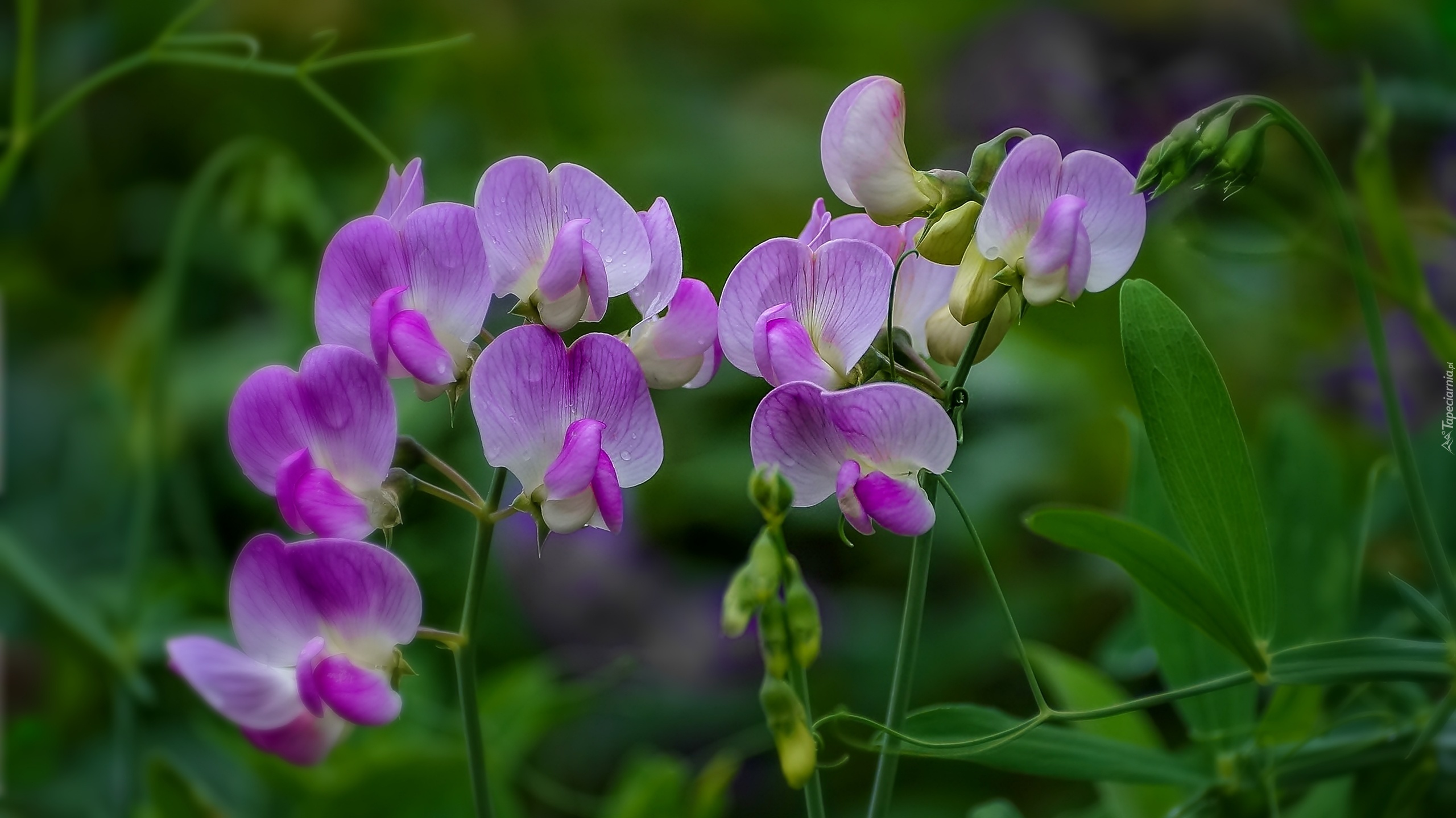 Purpurowy, Storczyk