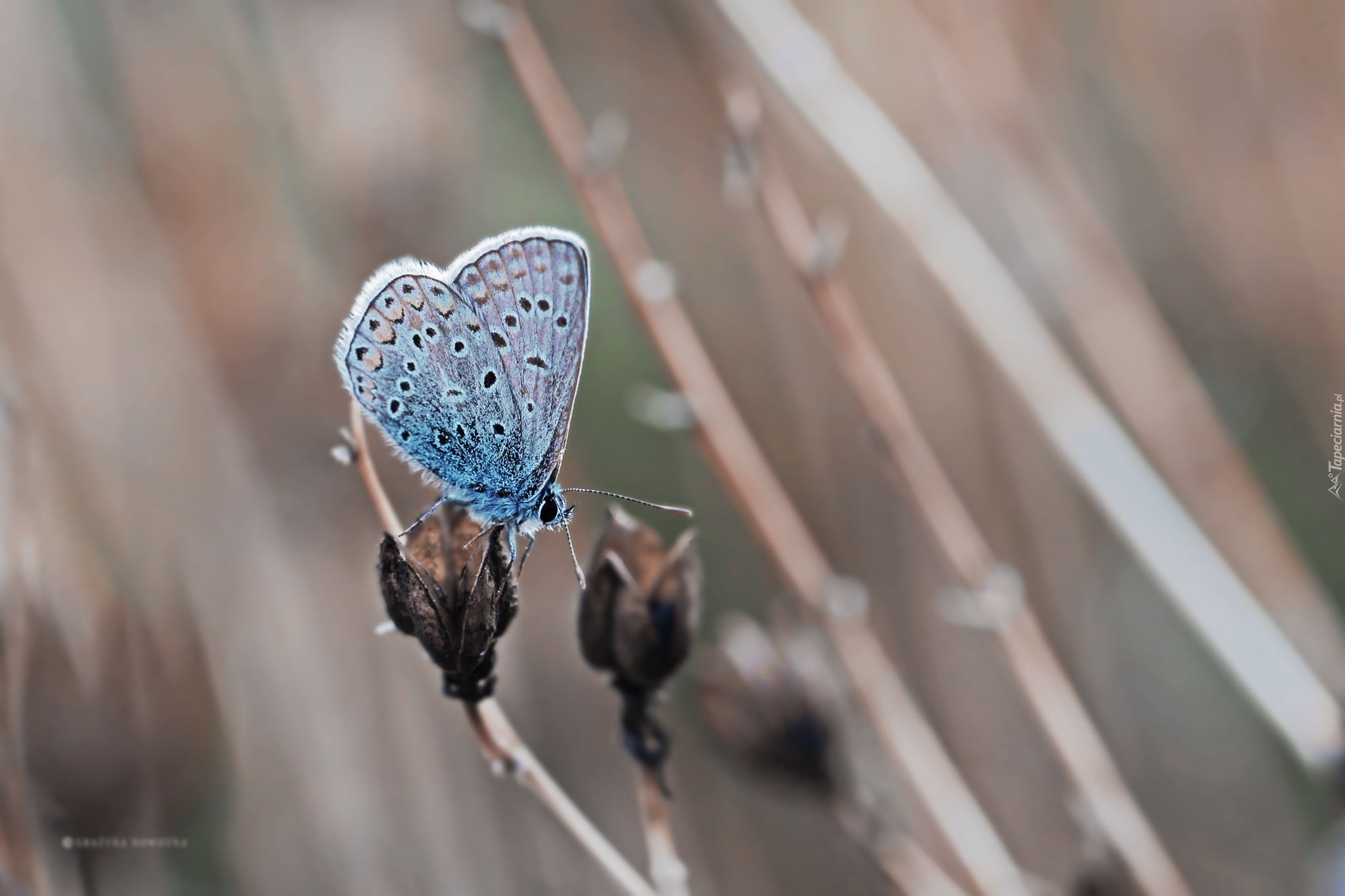 Motyl, Modraszek, Owad