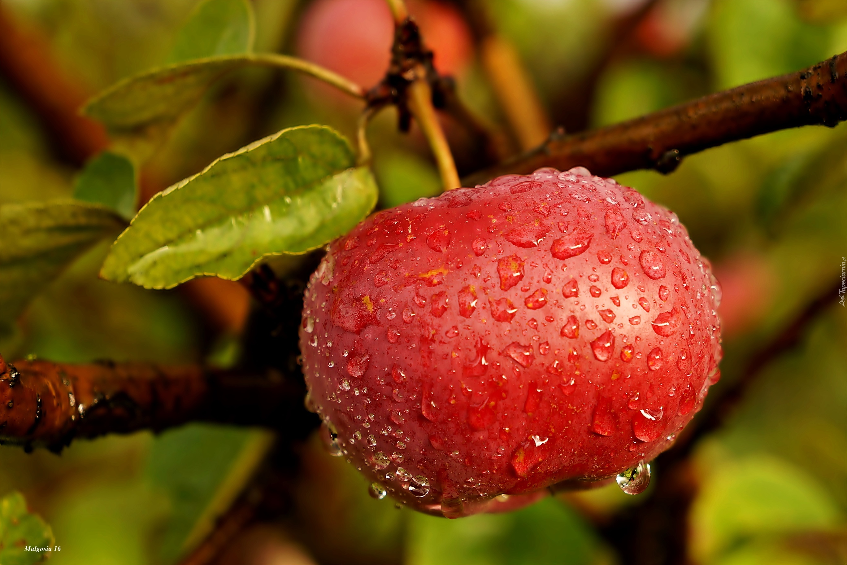 Дерево семейства розовых приносящие сочные плоды. Фрукты на деревьях. Растения с плодом яблоко. Яблоко с каплями. Фрукты ягоды на дереве.