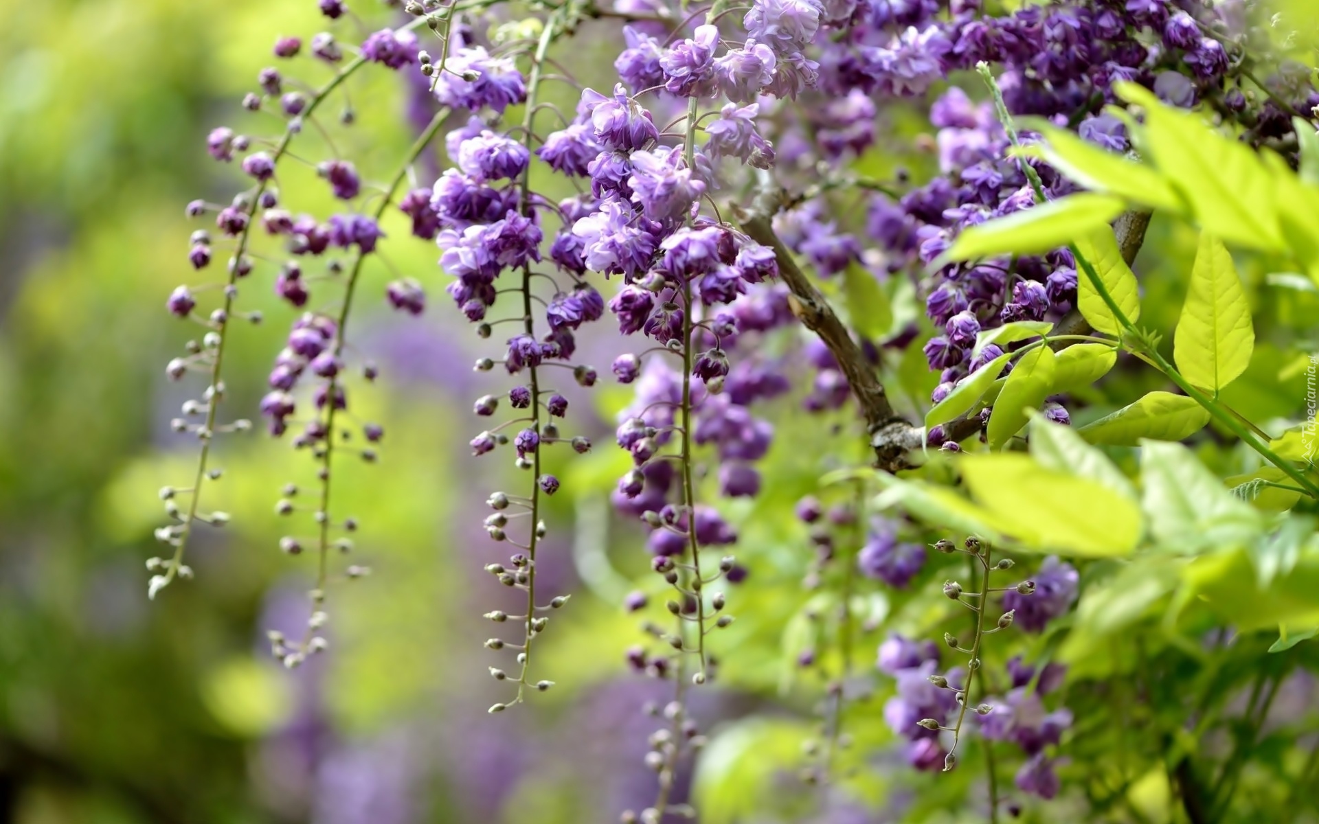 Wisteria, Gałąź, Kwiaty