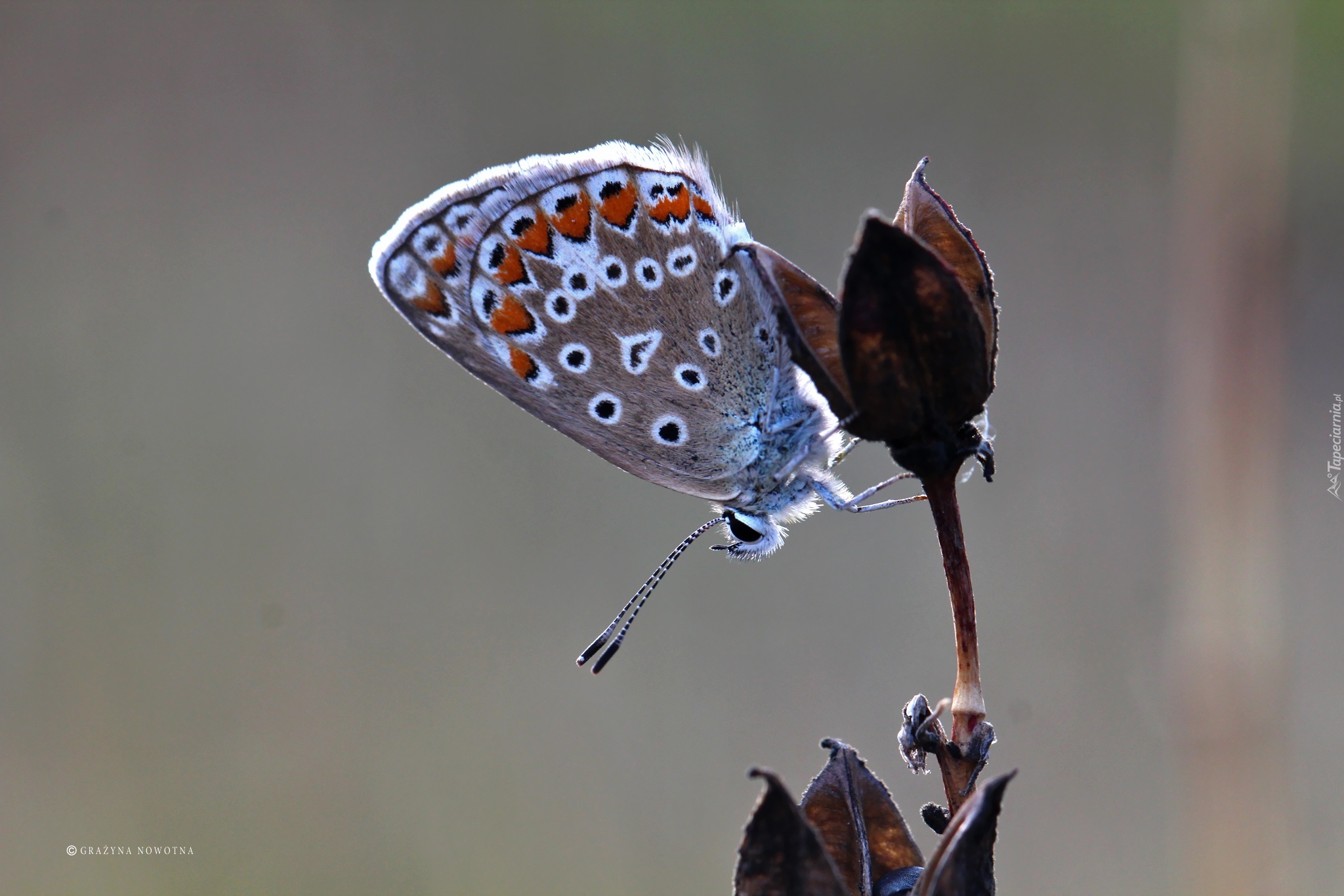 Motyl, Modraszek, Owad