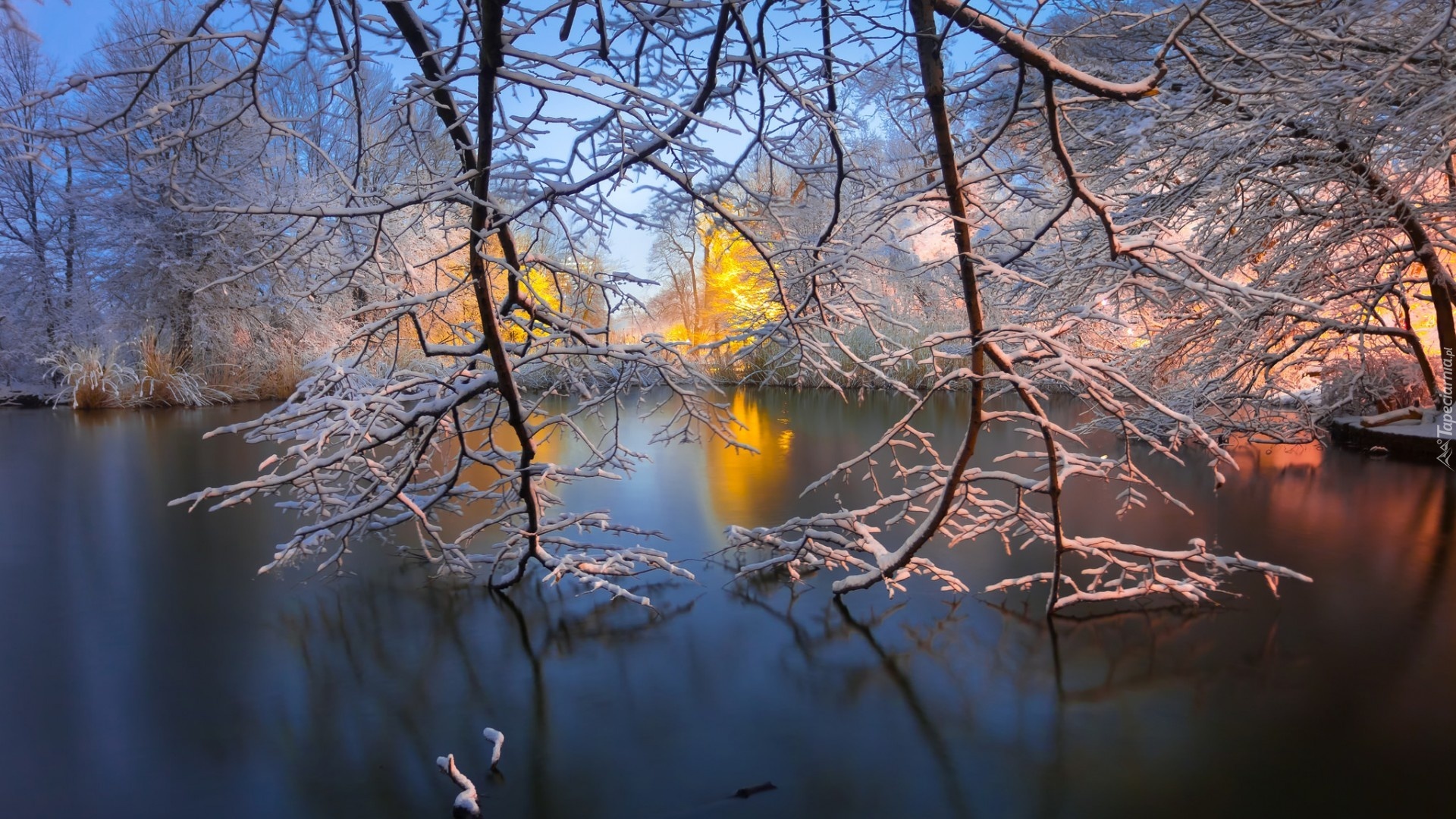 Park, Staw, Zima, Drzewa, Gałęzie