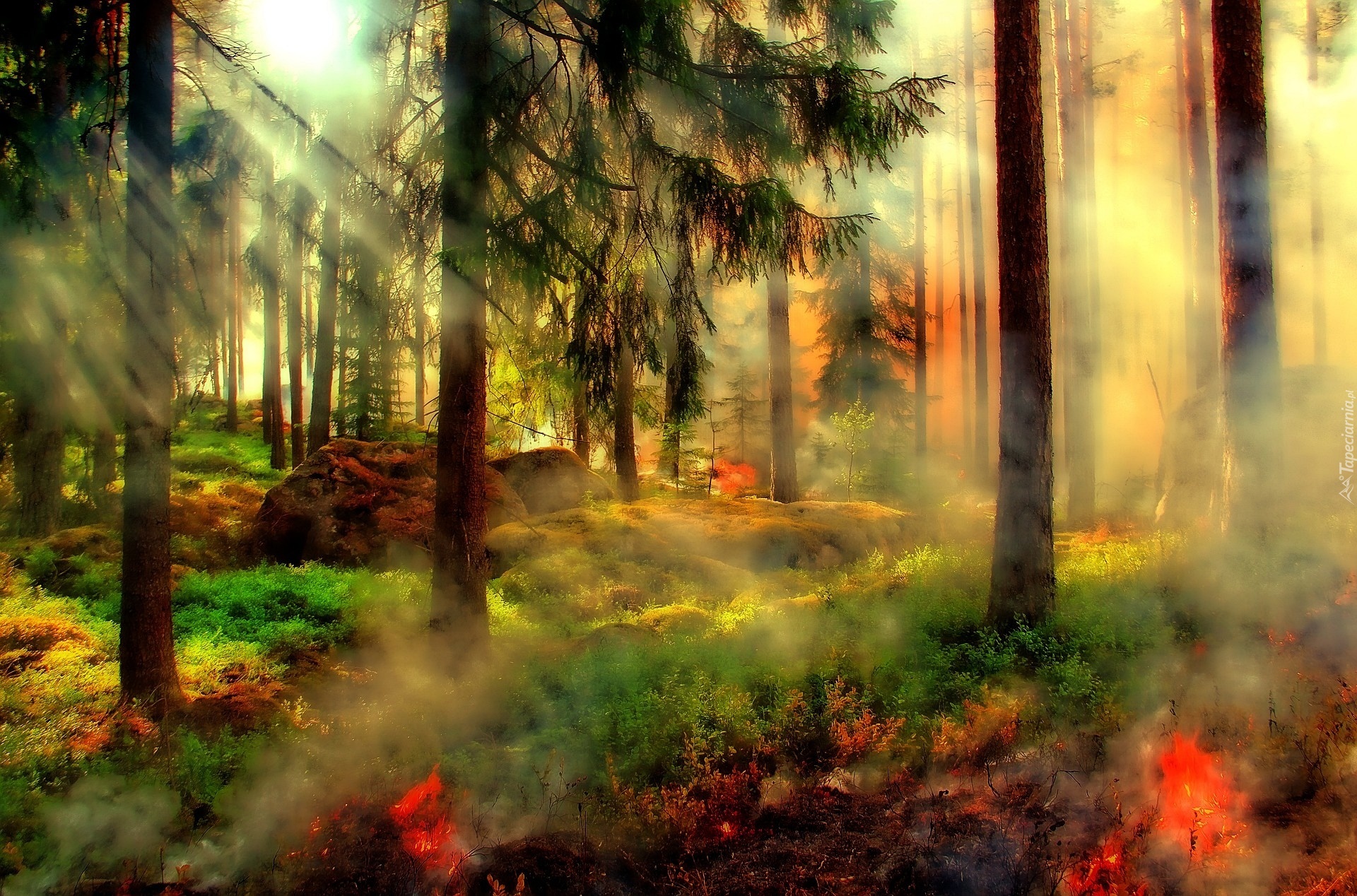 Las, Ogień, Dym