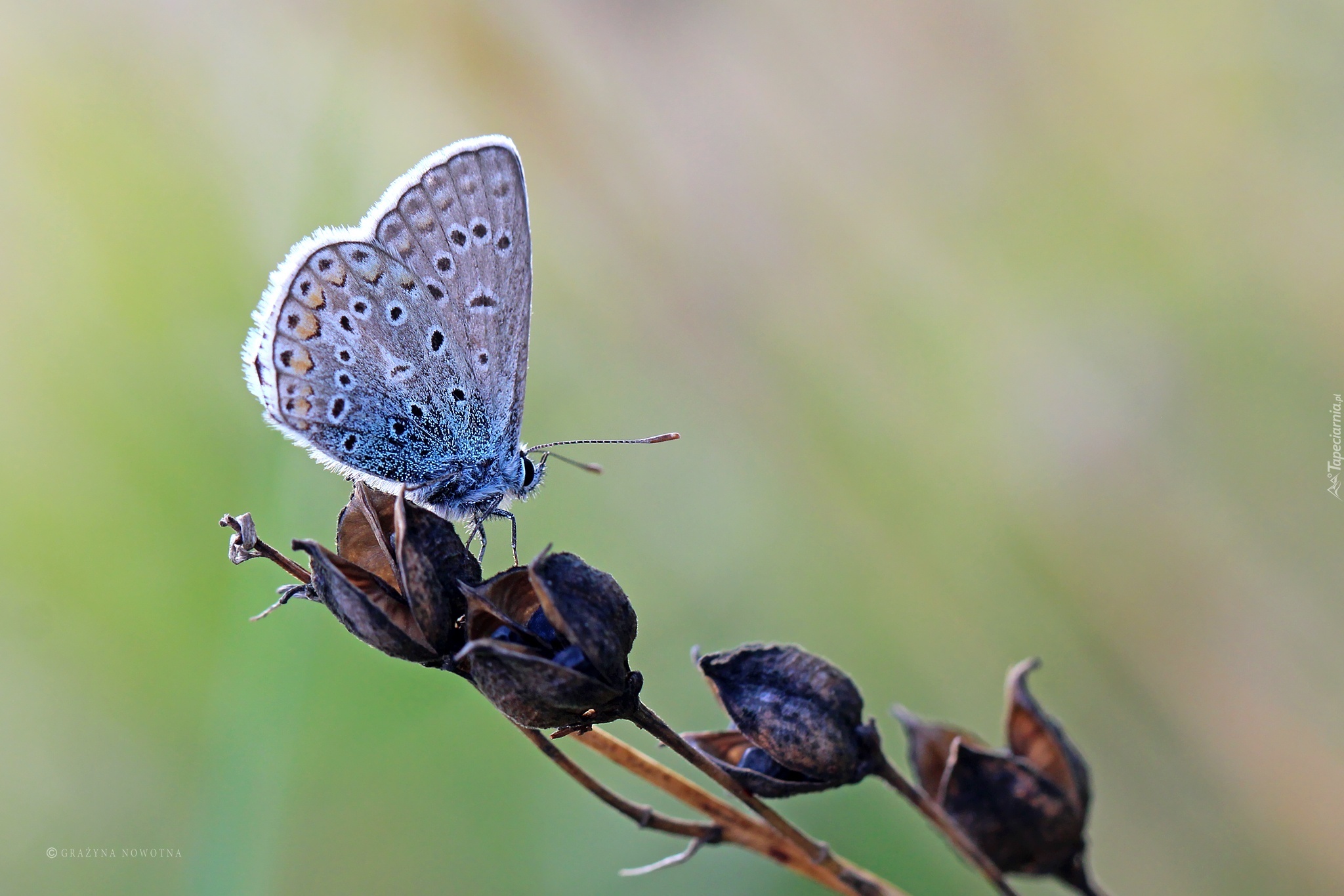 Motyl, Modraszek, Owad