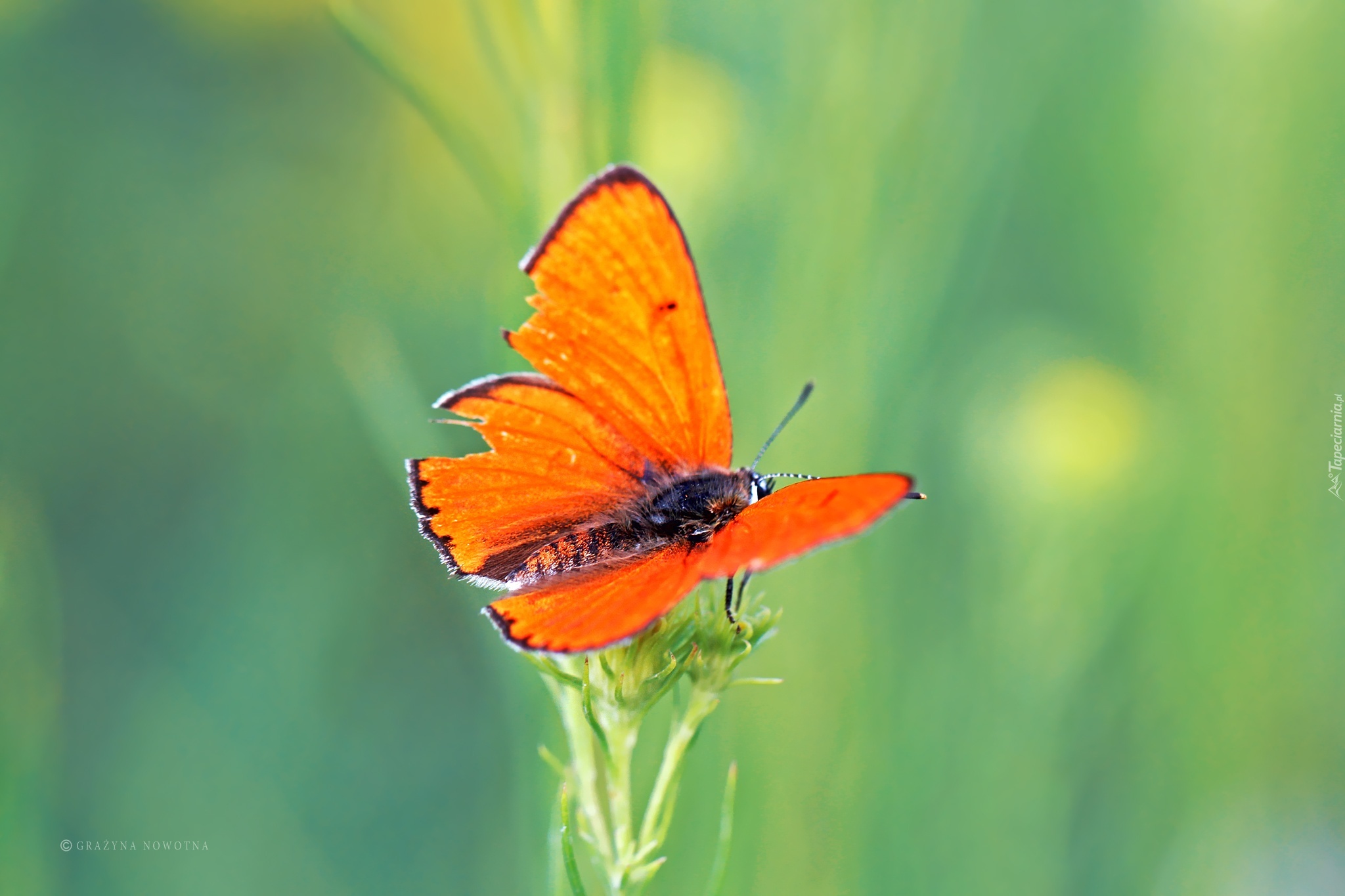 Pomarańczowy, Motyl, Owad