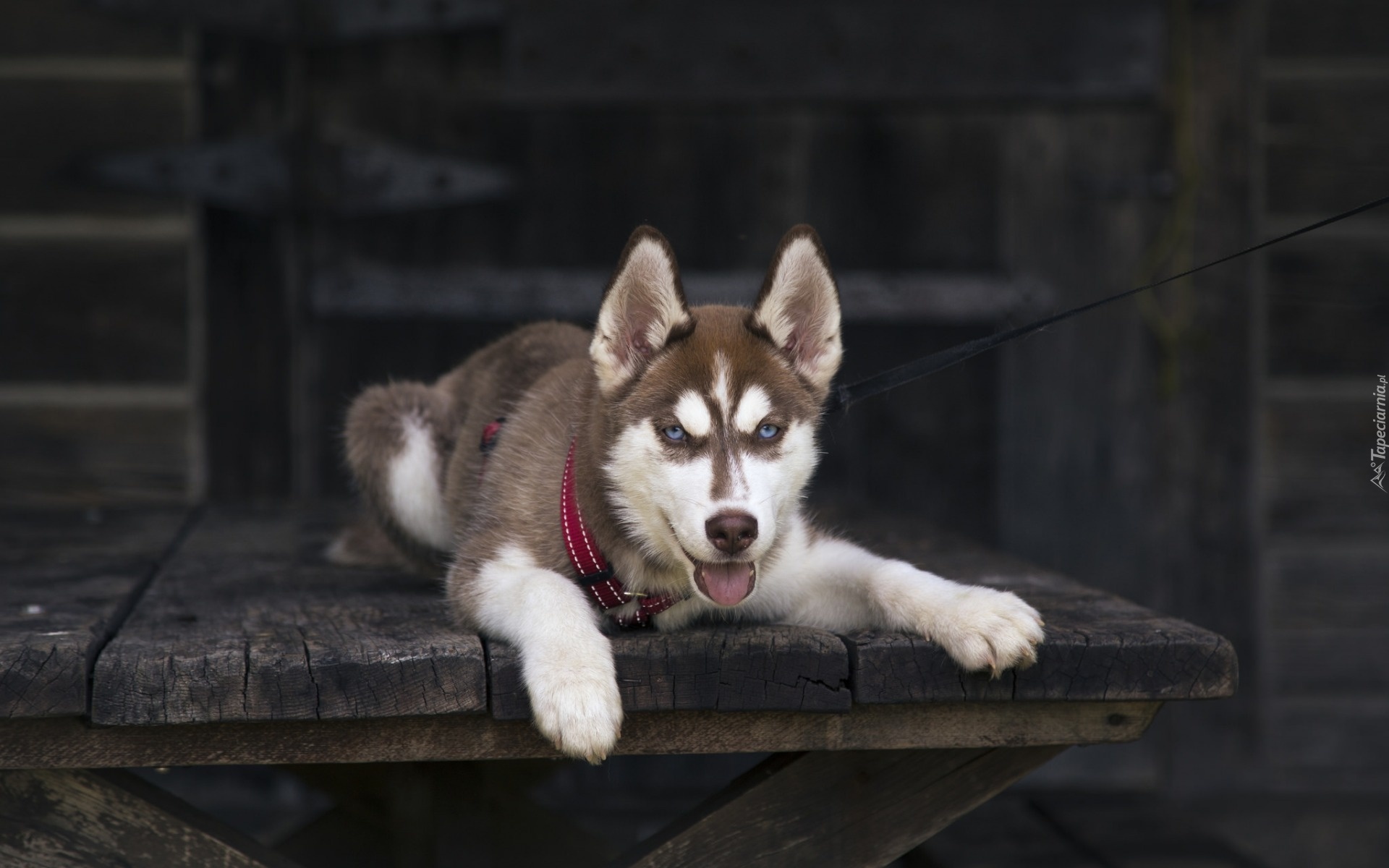 Leżący, Siberian, Husky