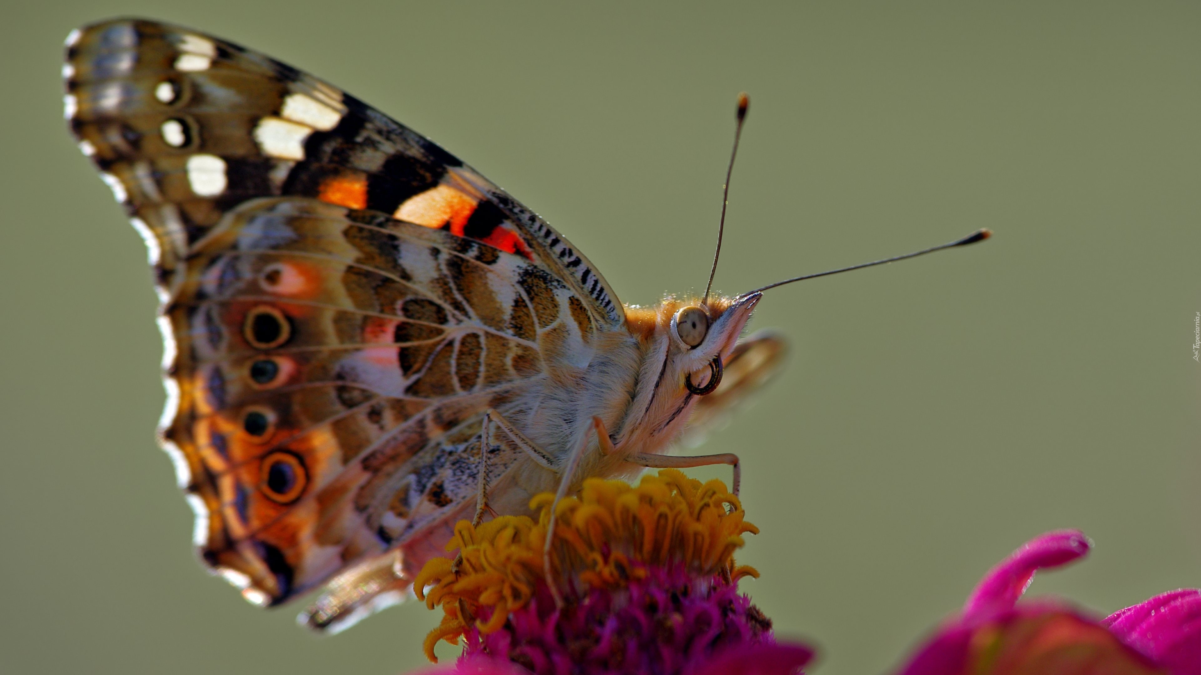 Motyl, Rusałka, Osetnik, Pręciki