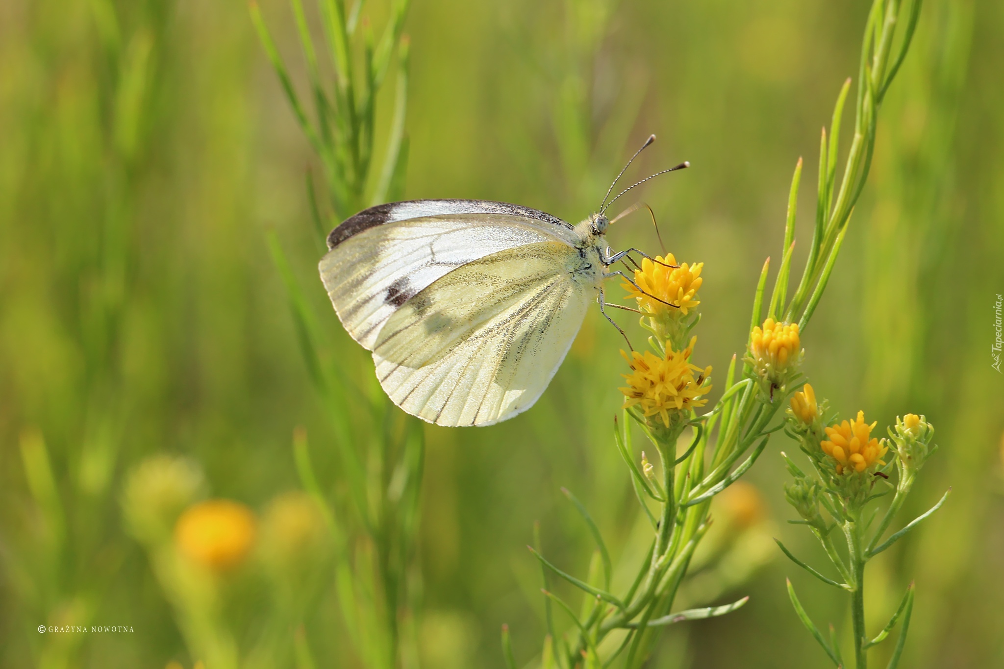 Motyl, Bielinek, Biały, Owad