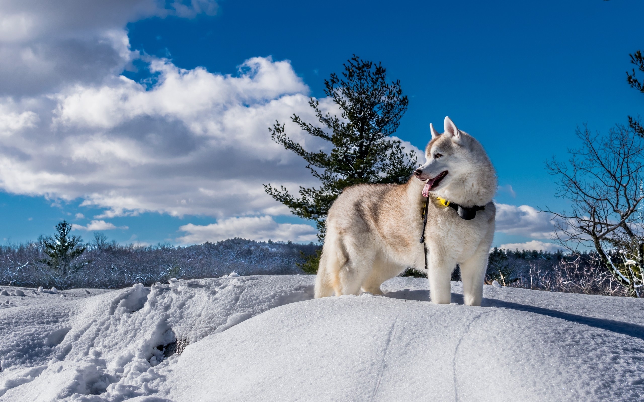 Siberian Husky, Pies, Zima, Krajobraz