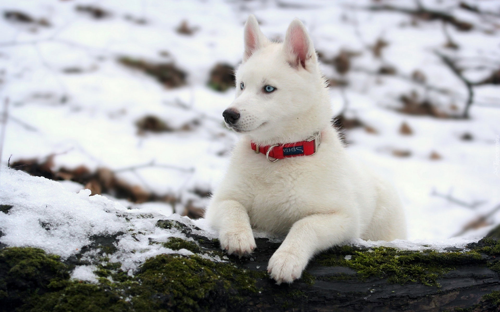 Biały, Pies, Na, Śniegu