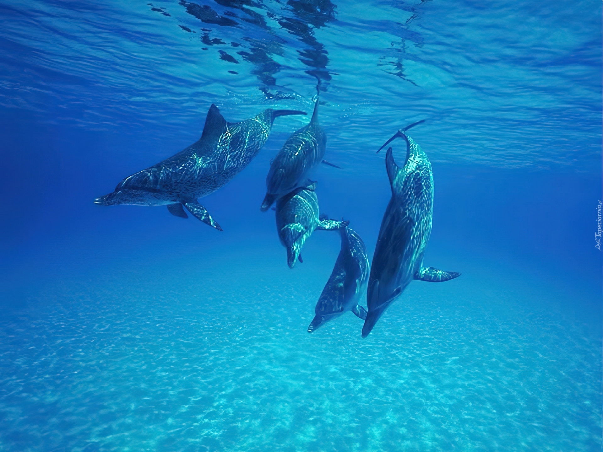 Дельфины уплывают в океан слушать. Дельфины. Дельфины в море. Подводный мир океана. Дельфин в воде.