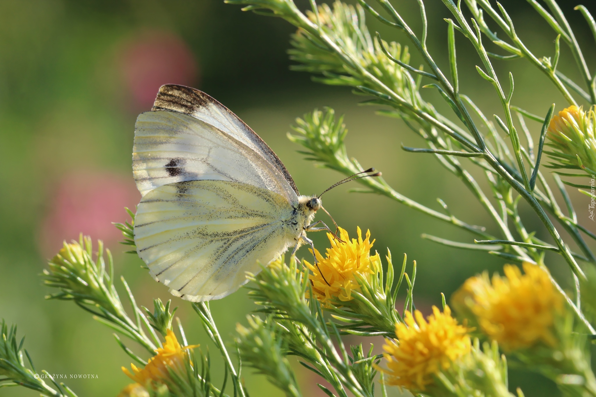 Motyl, Bielinek, Biały, Owad