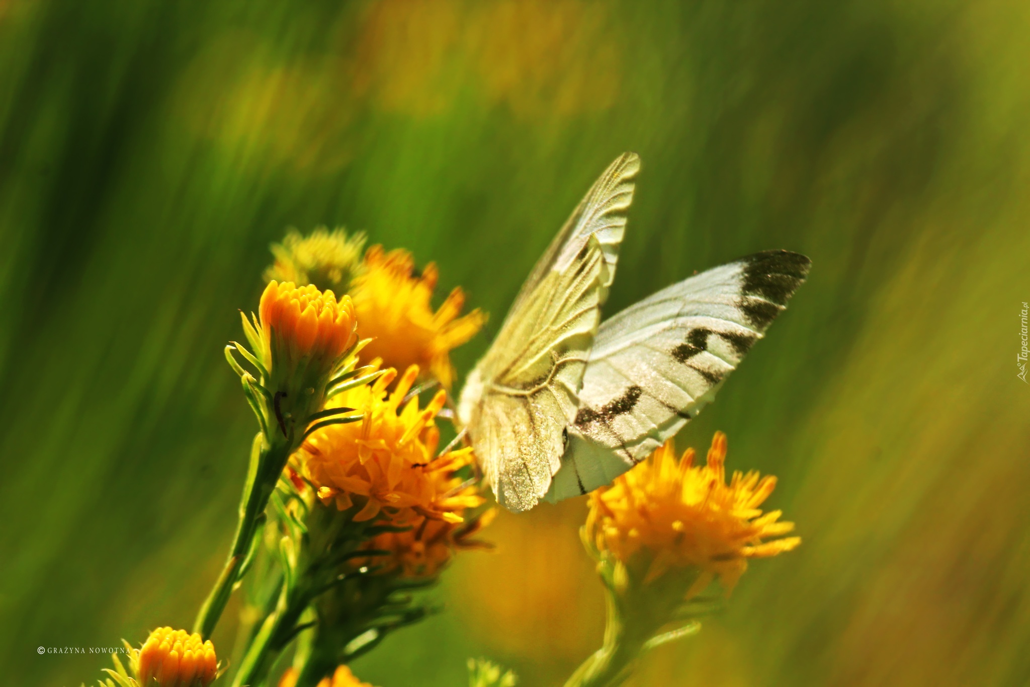 Biały, Motyl, Bielinek, Żółte, Kwiaty