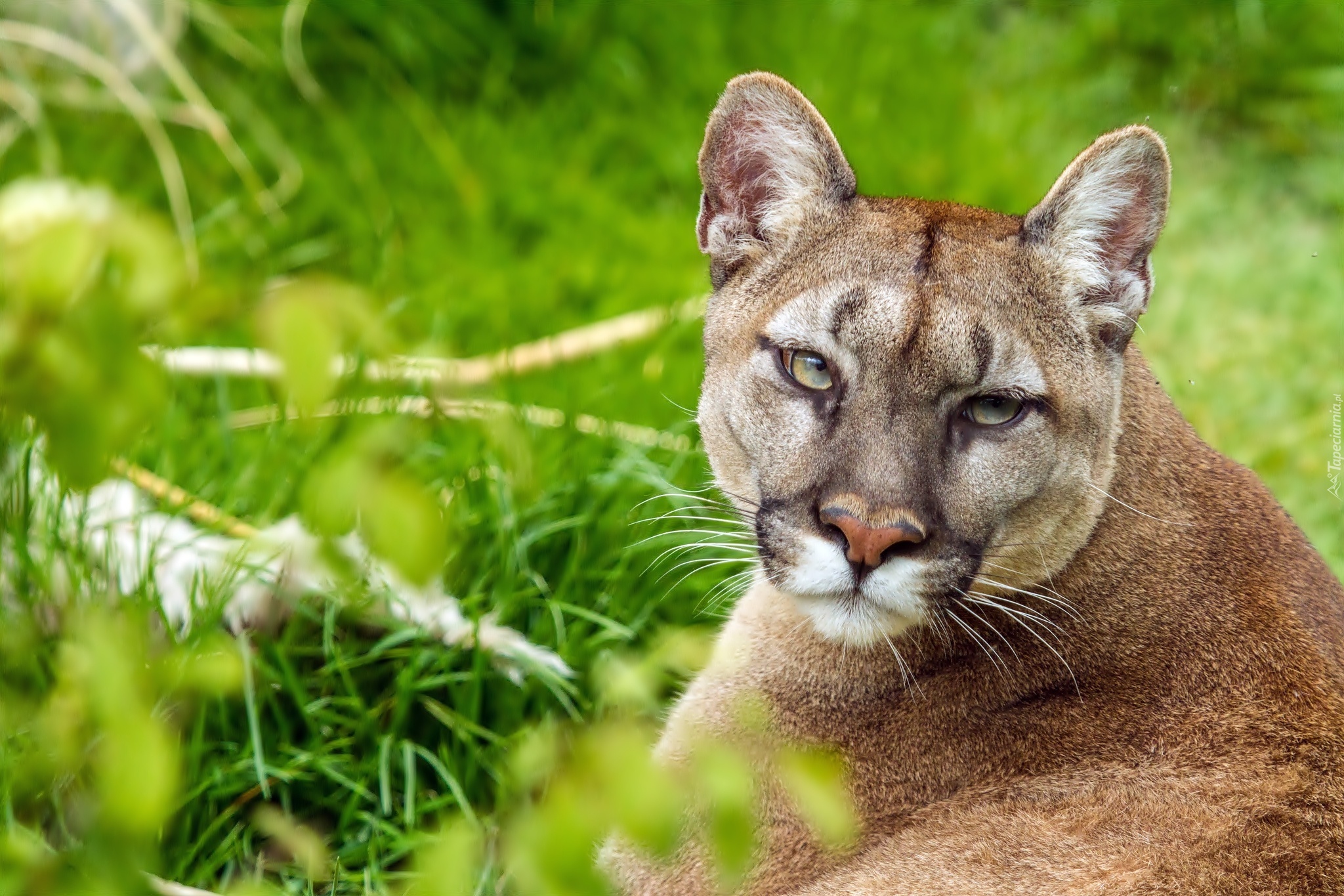 Puma, Zieleń