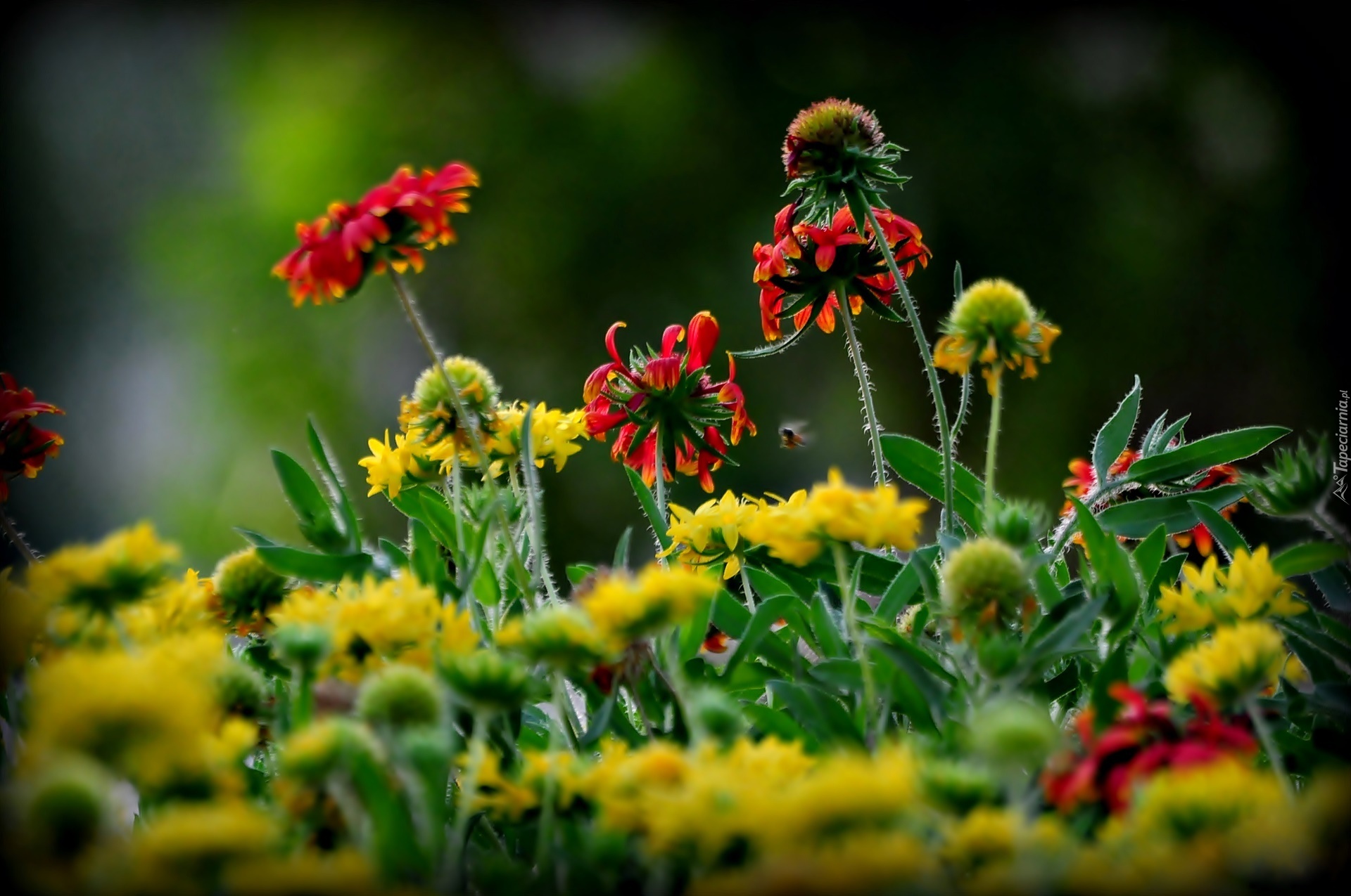 Rudbekia, Kwiaty, Łąka