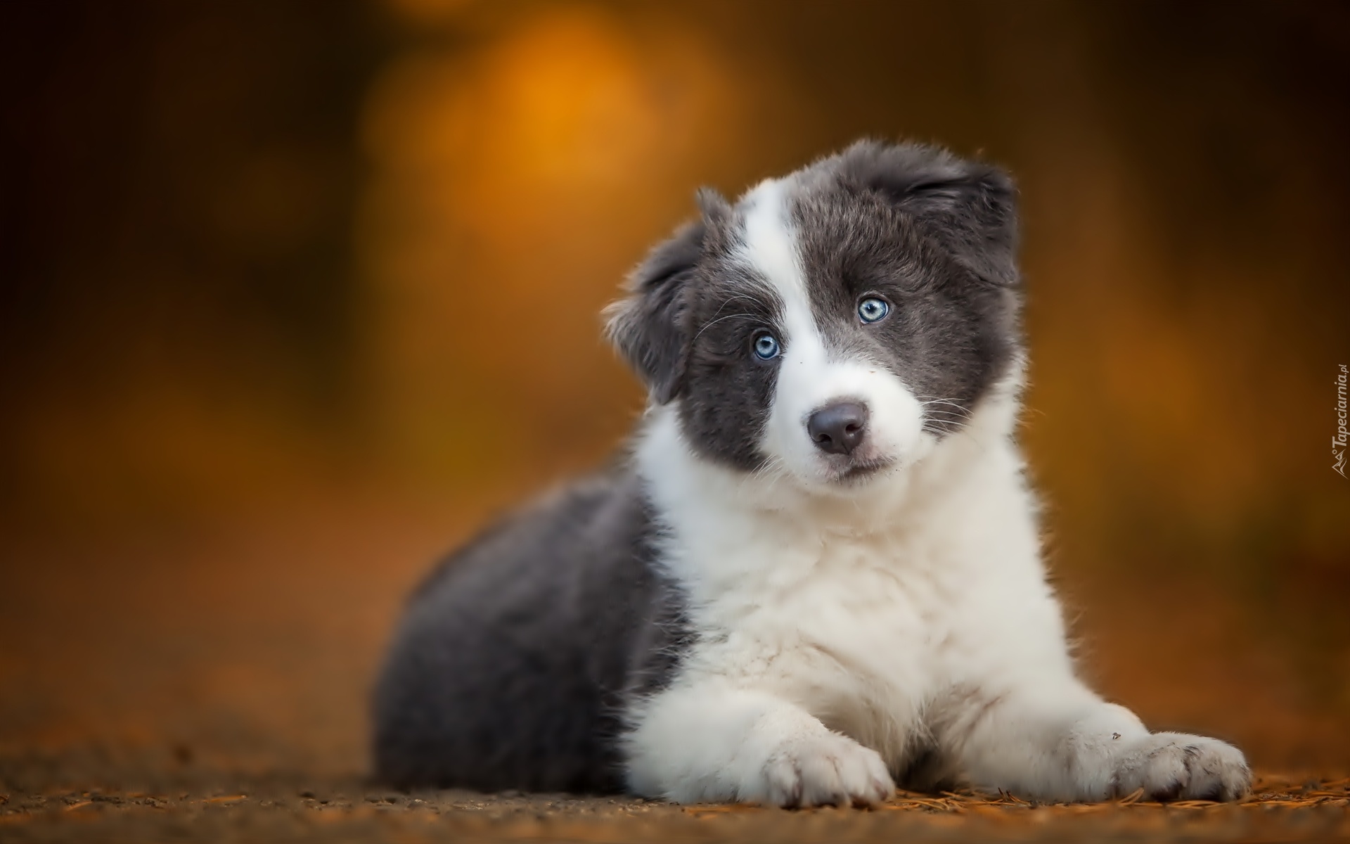 Mały, Szczeniaczek, Border, Collie