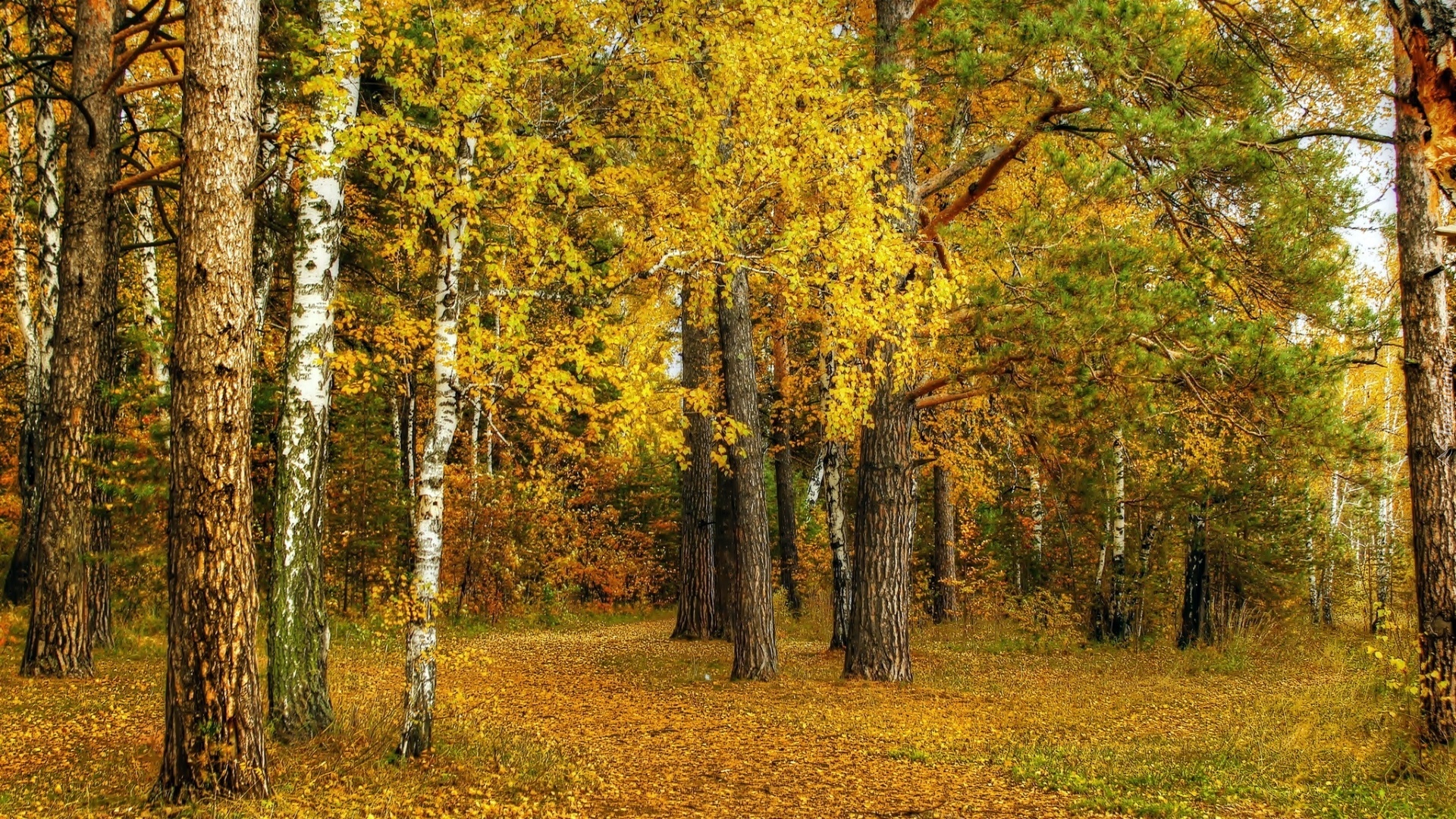 Las, Drzewa, Liście, Jesień