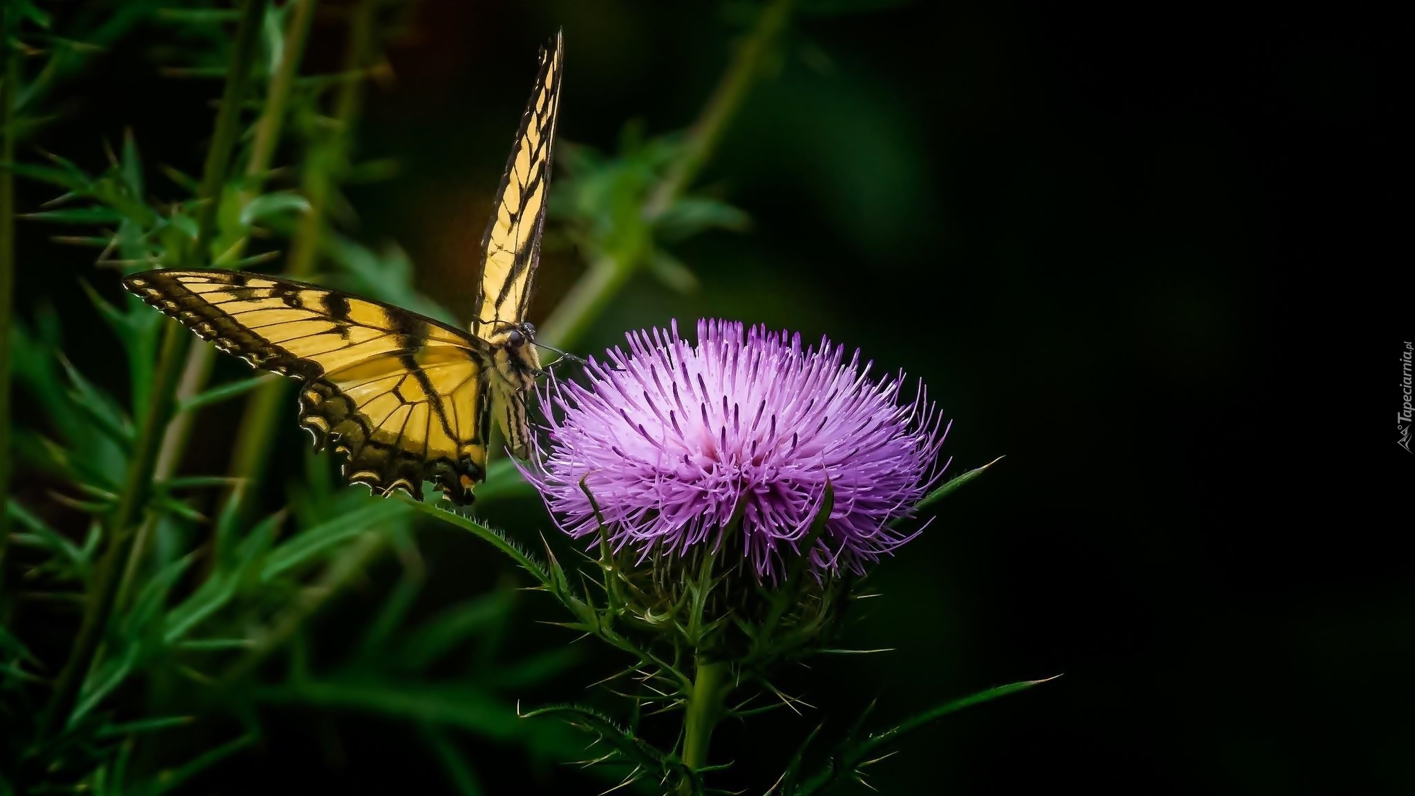 Motyl, Paź, Królowej, Oset