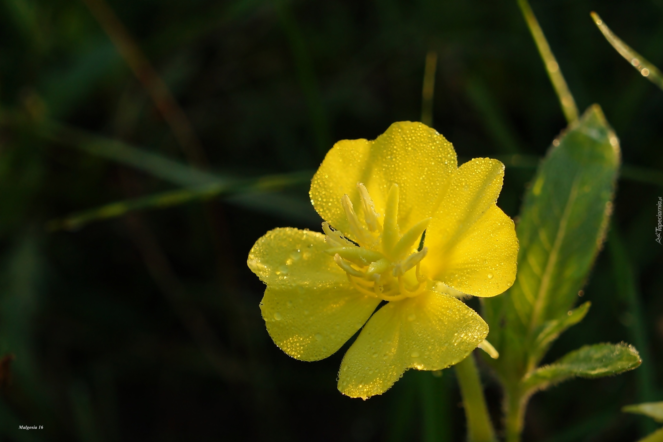 Żółty, Kwiat