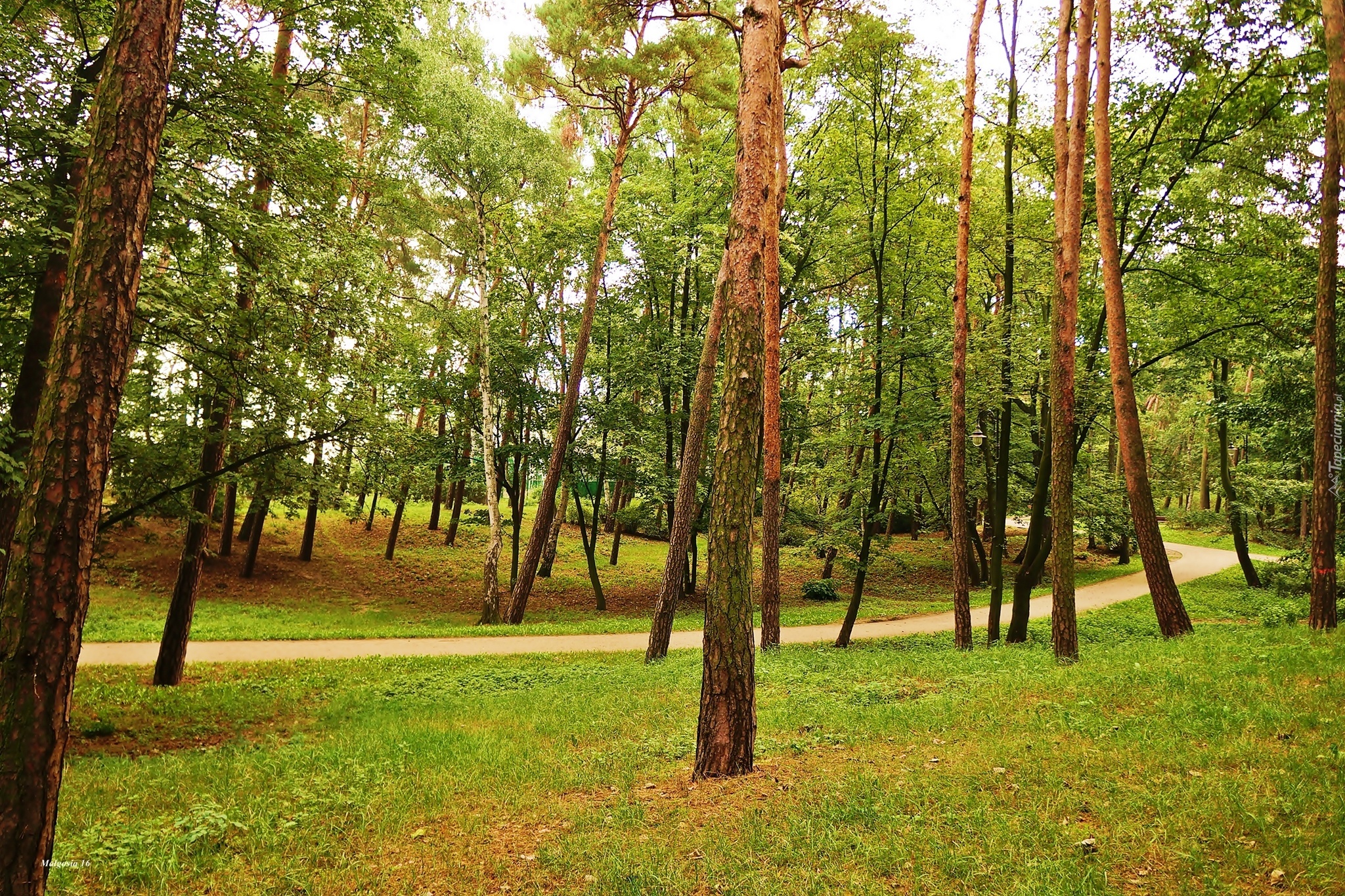 Park, Drzewa, Alejka