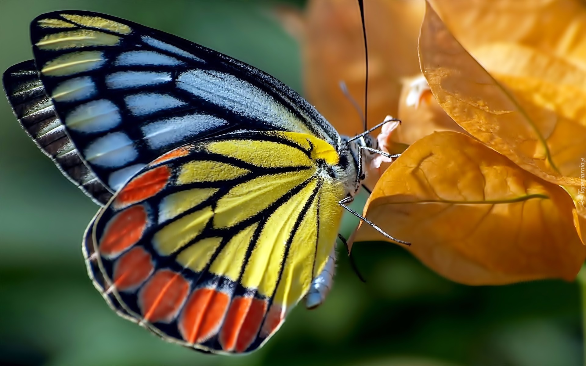 Kolorowy, Motyl, Liść, Jesień