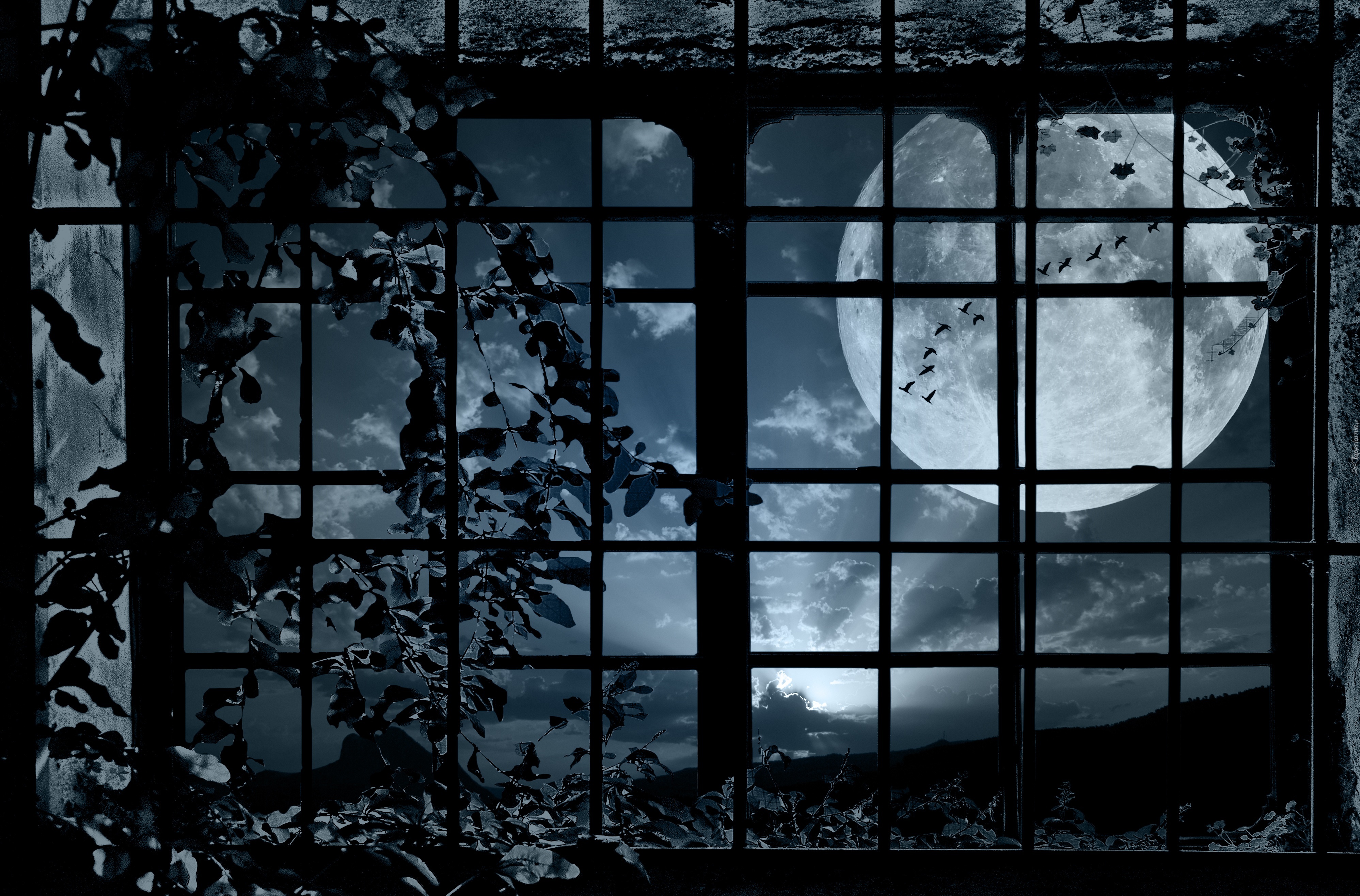 Okno, Kraty, Księżyc, Noc, Ptaki