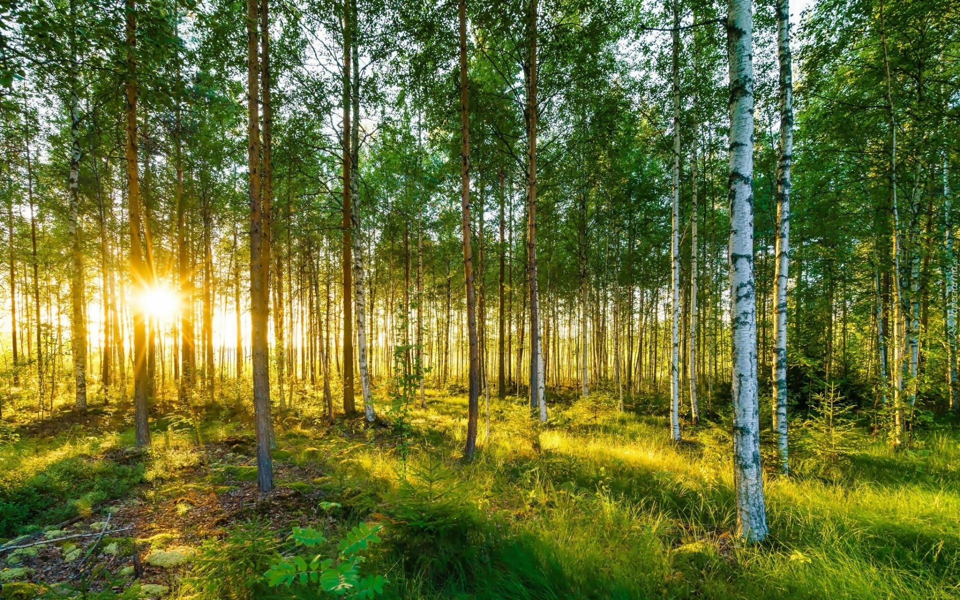 Las, Brzozowy, Promienie, Słońca