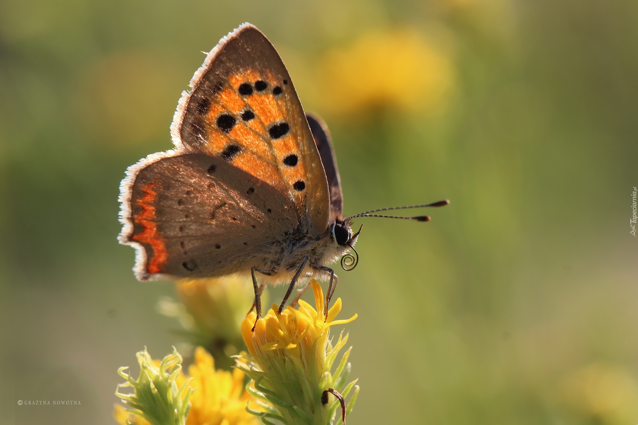 Motyl, Czerwończyk, Owad