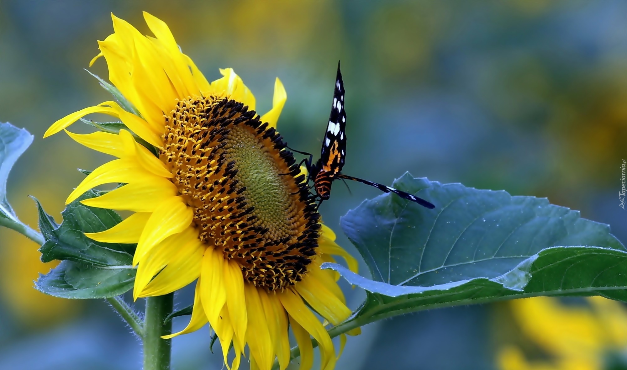 Słonecznik, Motyl