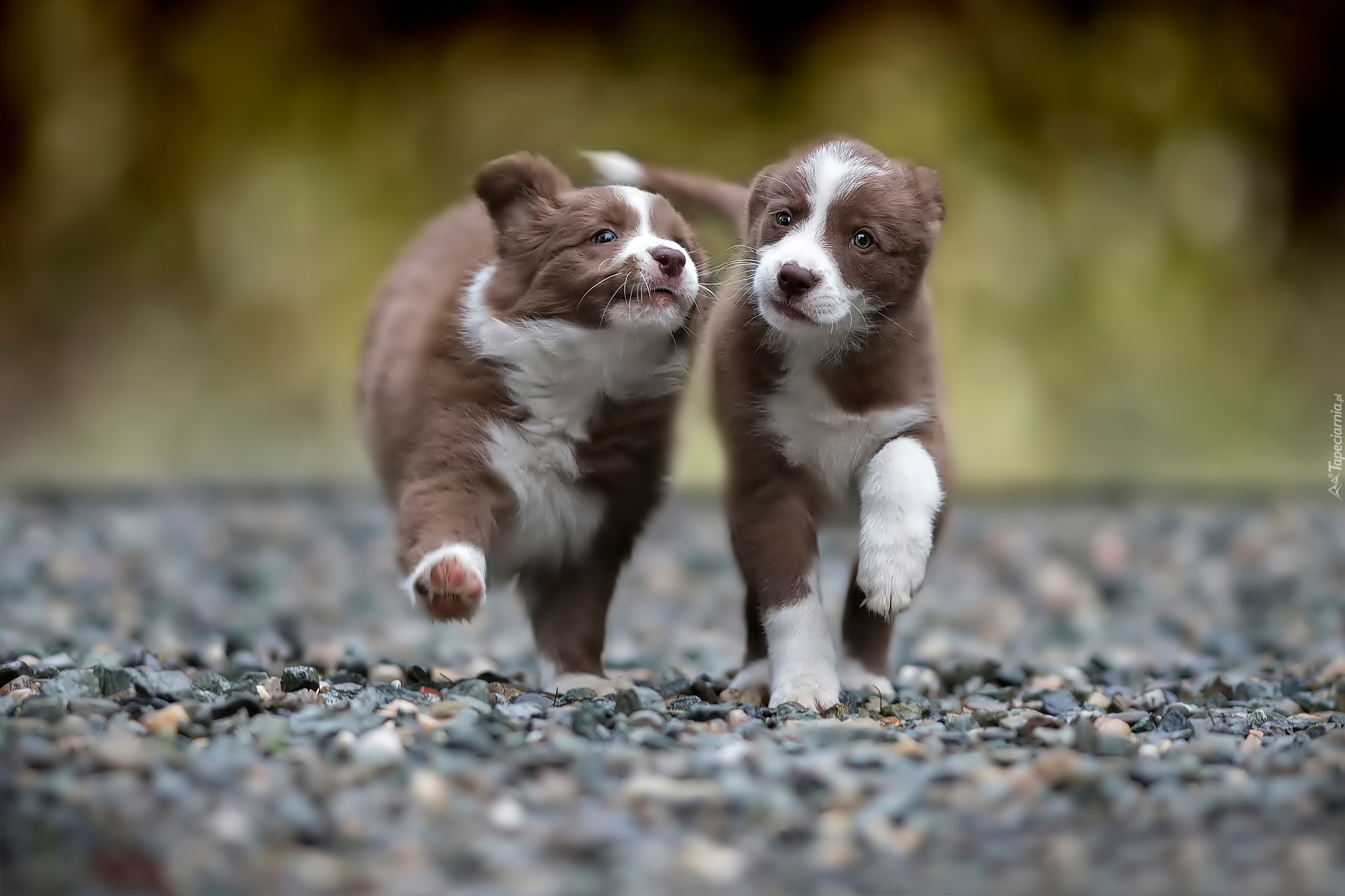 Dwa, Szczeniaki, Słodkie, Border Collie