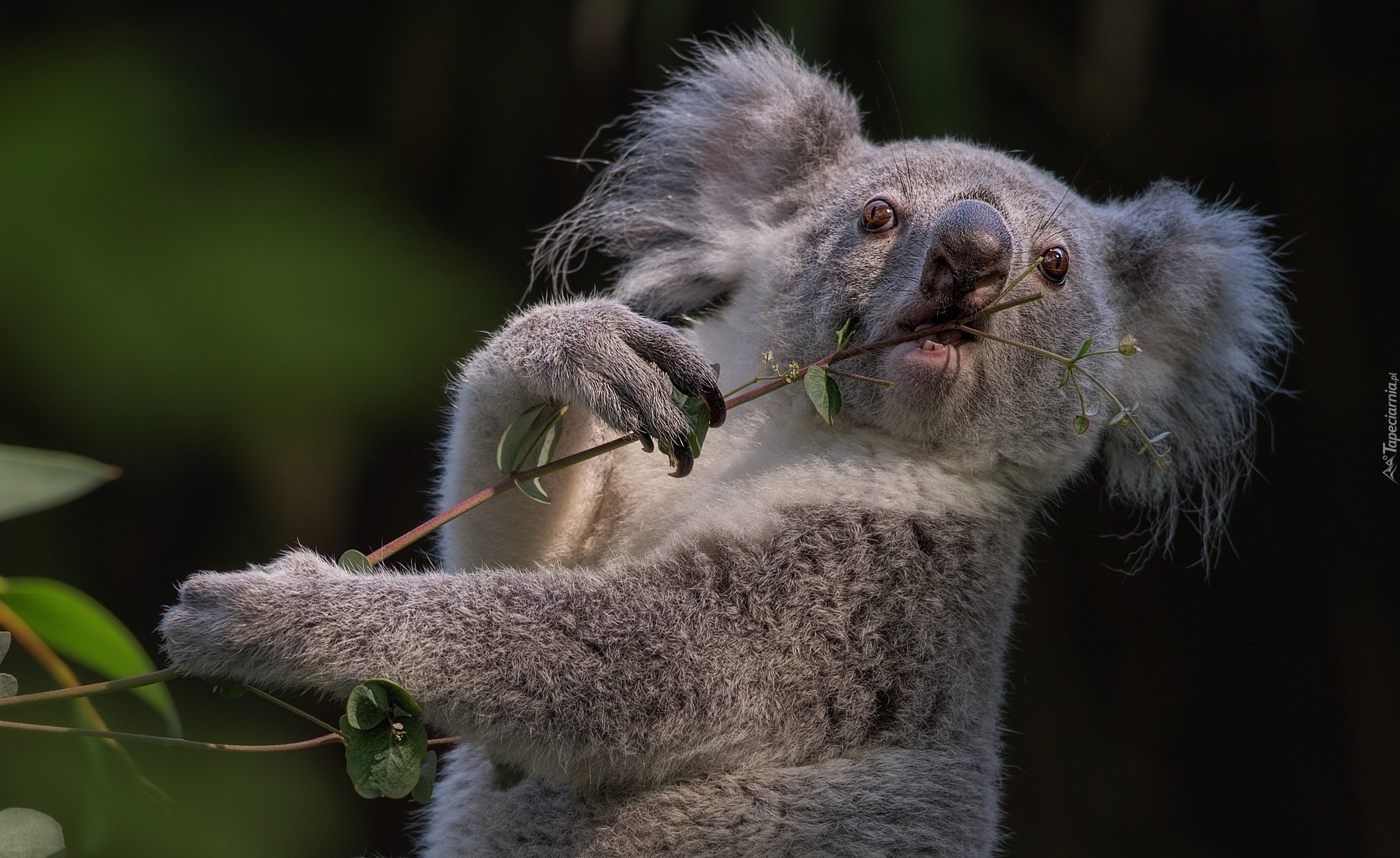 Koala, Miś, Gałązka, Liście