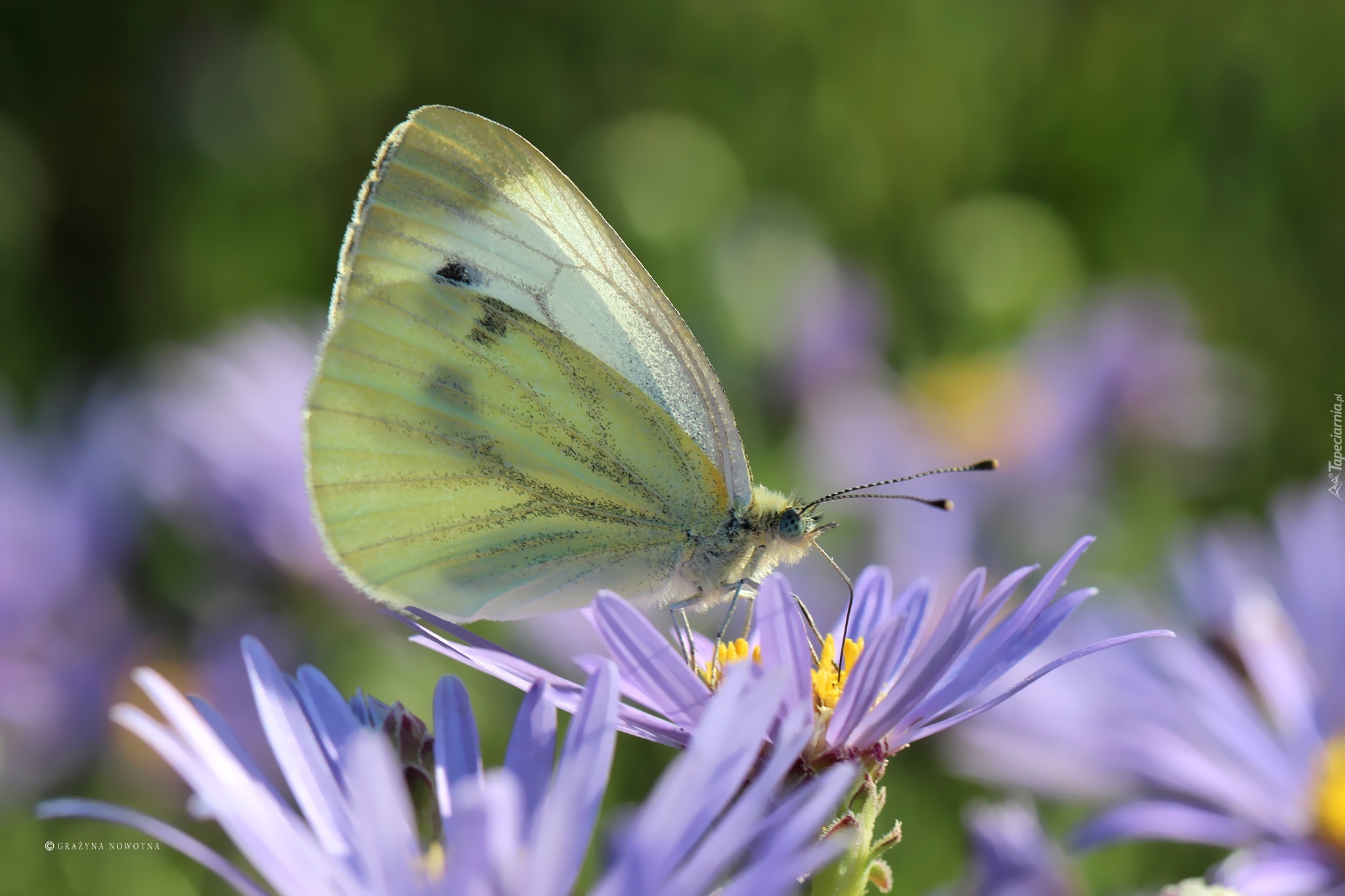 Motyl, Bielinek, Owad, Biały, Astry