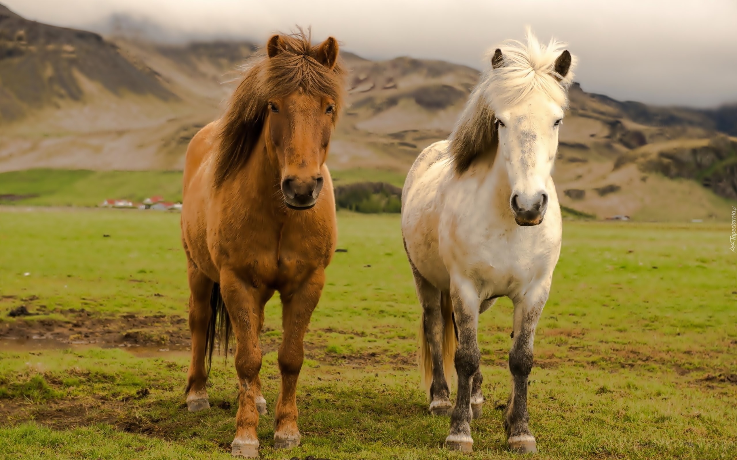 Konie, Łąka, Góry, Islandia