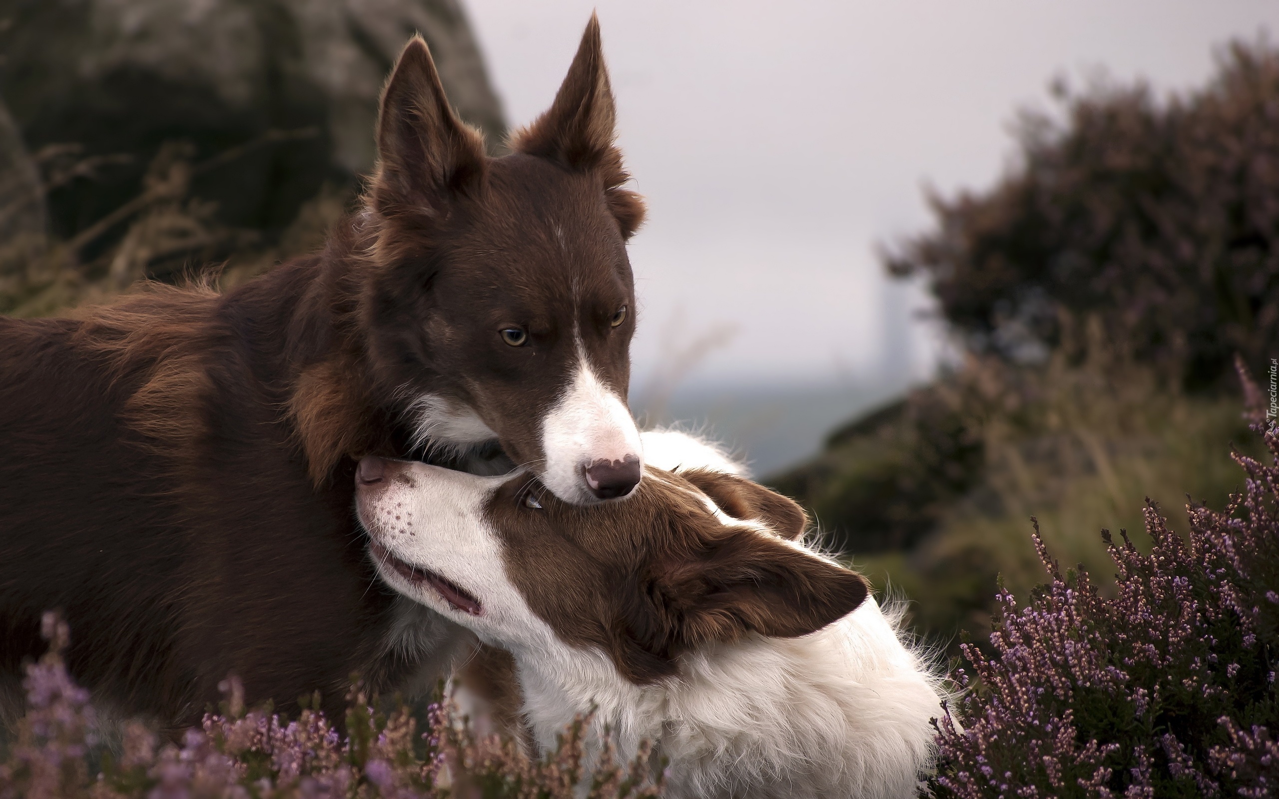 Psy, Border Collie, Wrzos