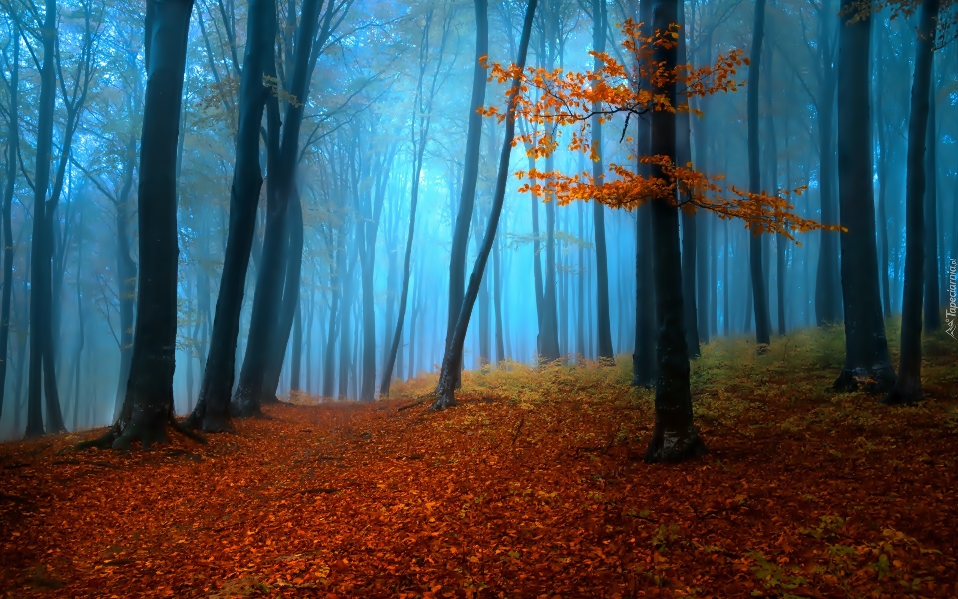 Las, Drzewa, Droga, Liście, Mgła, Jesień