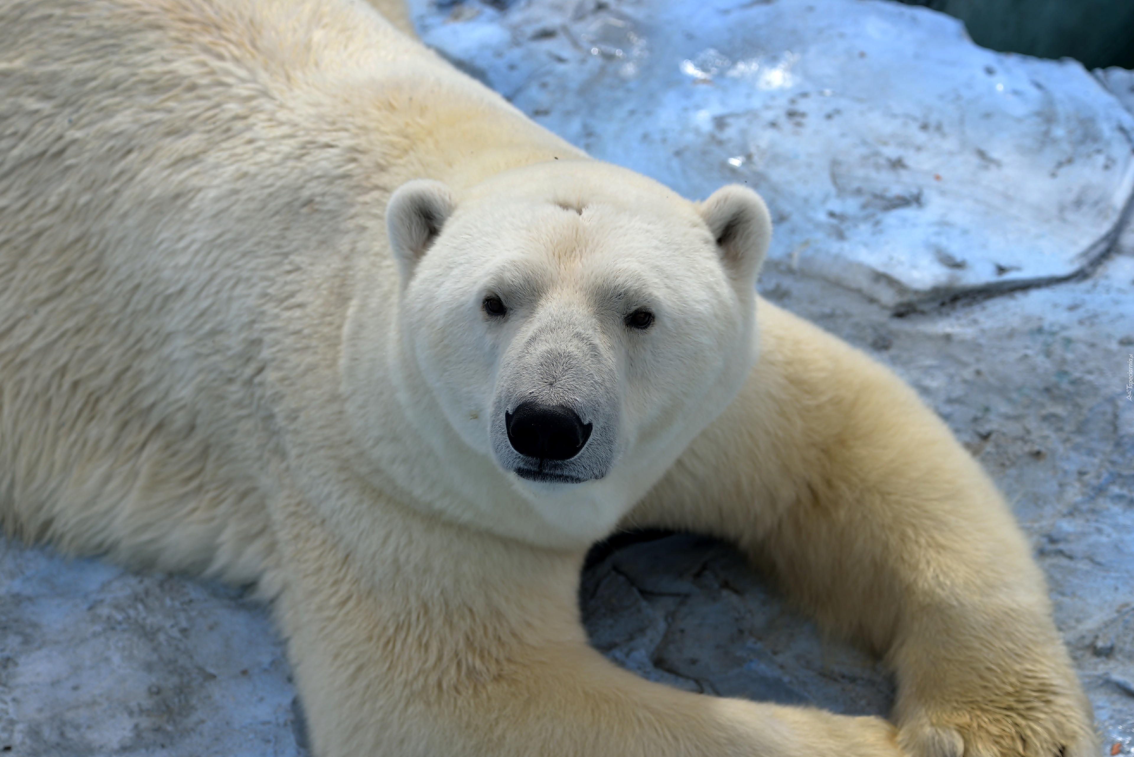 Niedźwiedź, Polarny